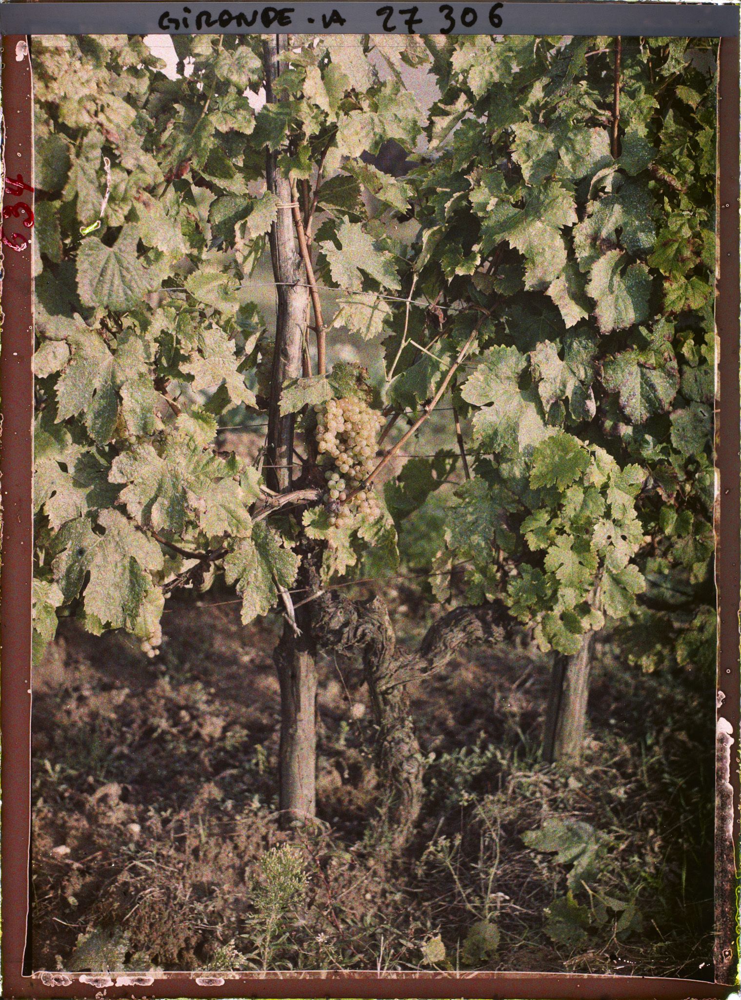 Image représentant Cambes Gironde, Cépage blanc dit "Semillon"