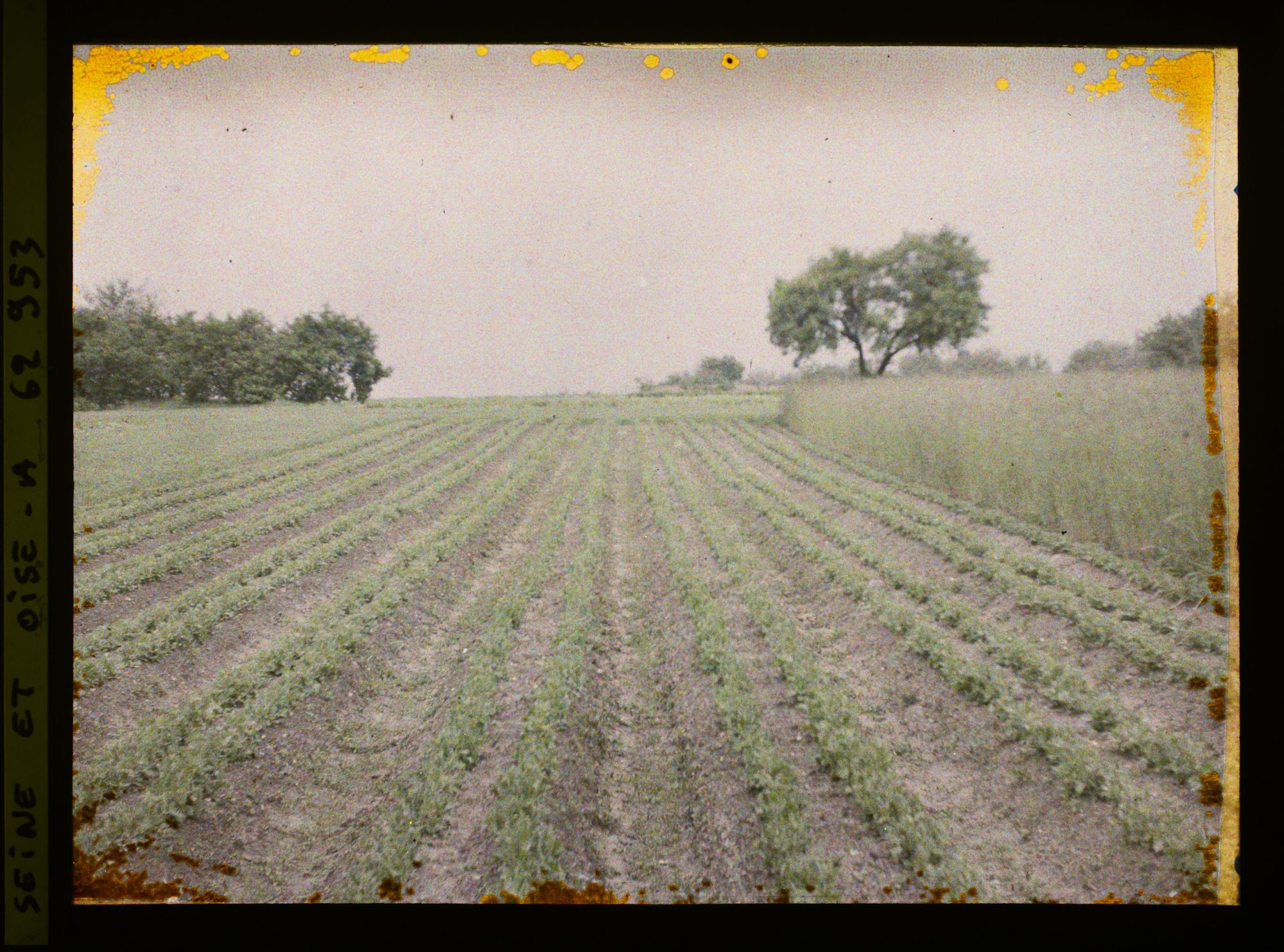 Image représentant Ile de France, Frepillon, Blé et pois