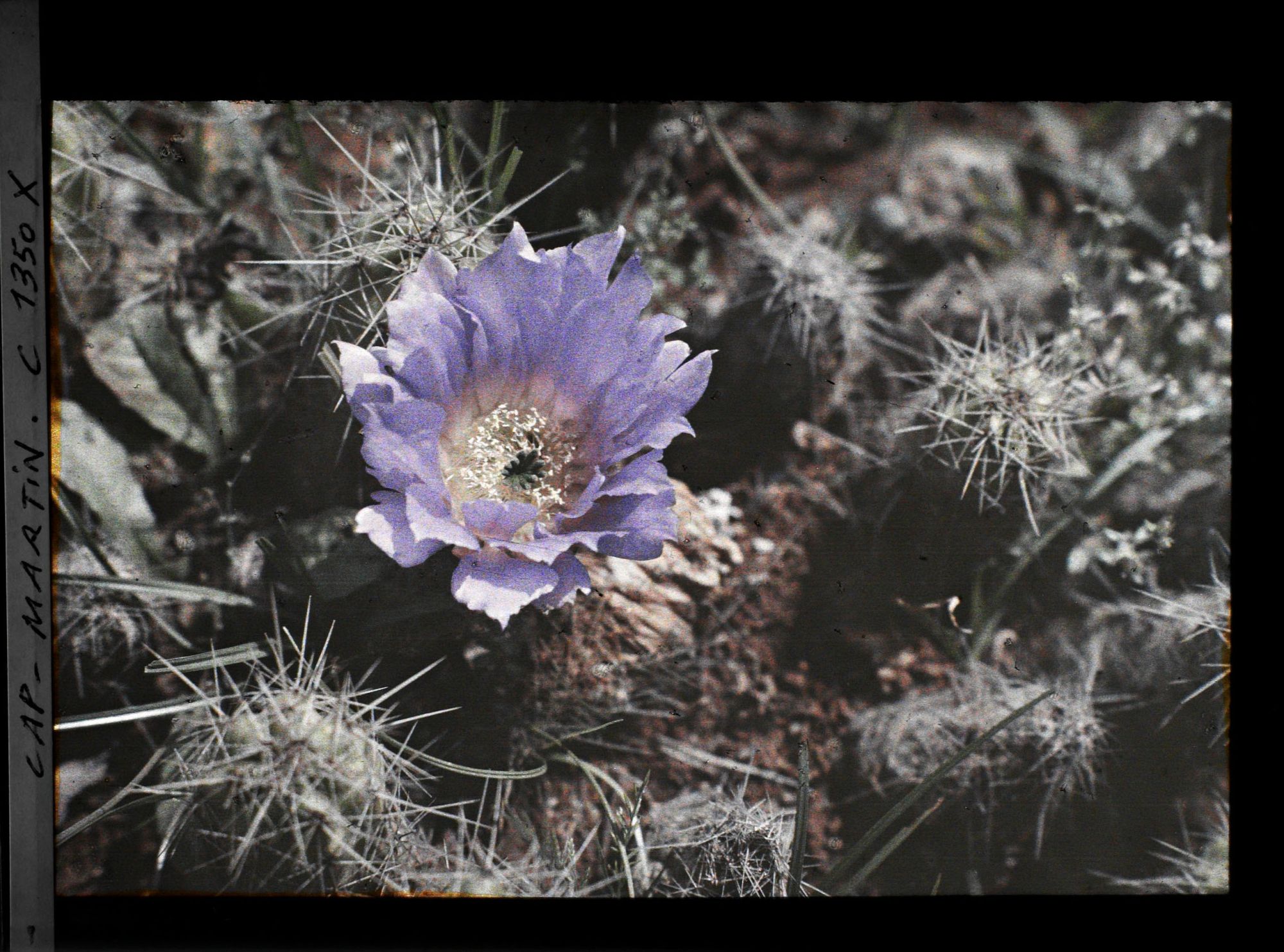 Image représentant Fleur de cactus violacée