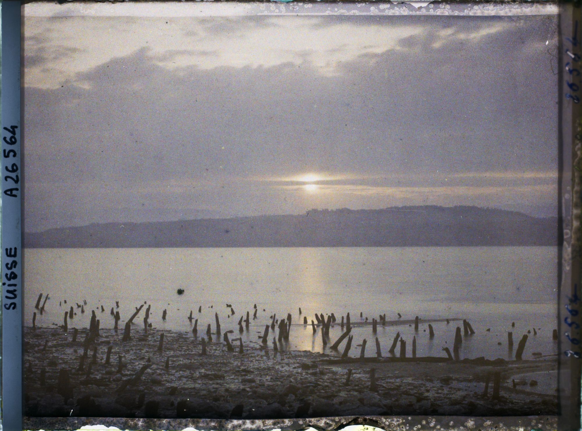Image représentant Site palafittique préhistorique des Alpes, pieux en bois visibles lors de la baisse des eaux après la grande sécheresse de 1921. Coucher de soleil sur le lac de Morat