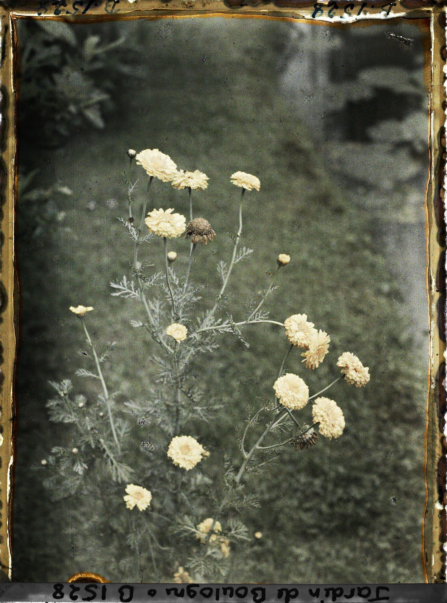 Image représentant Oeillets?