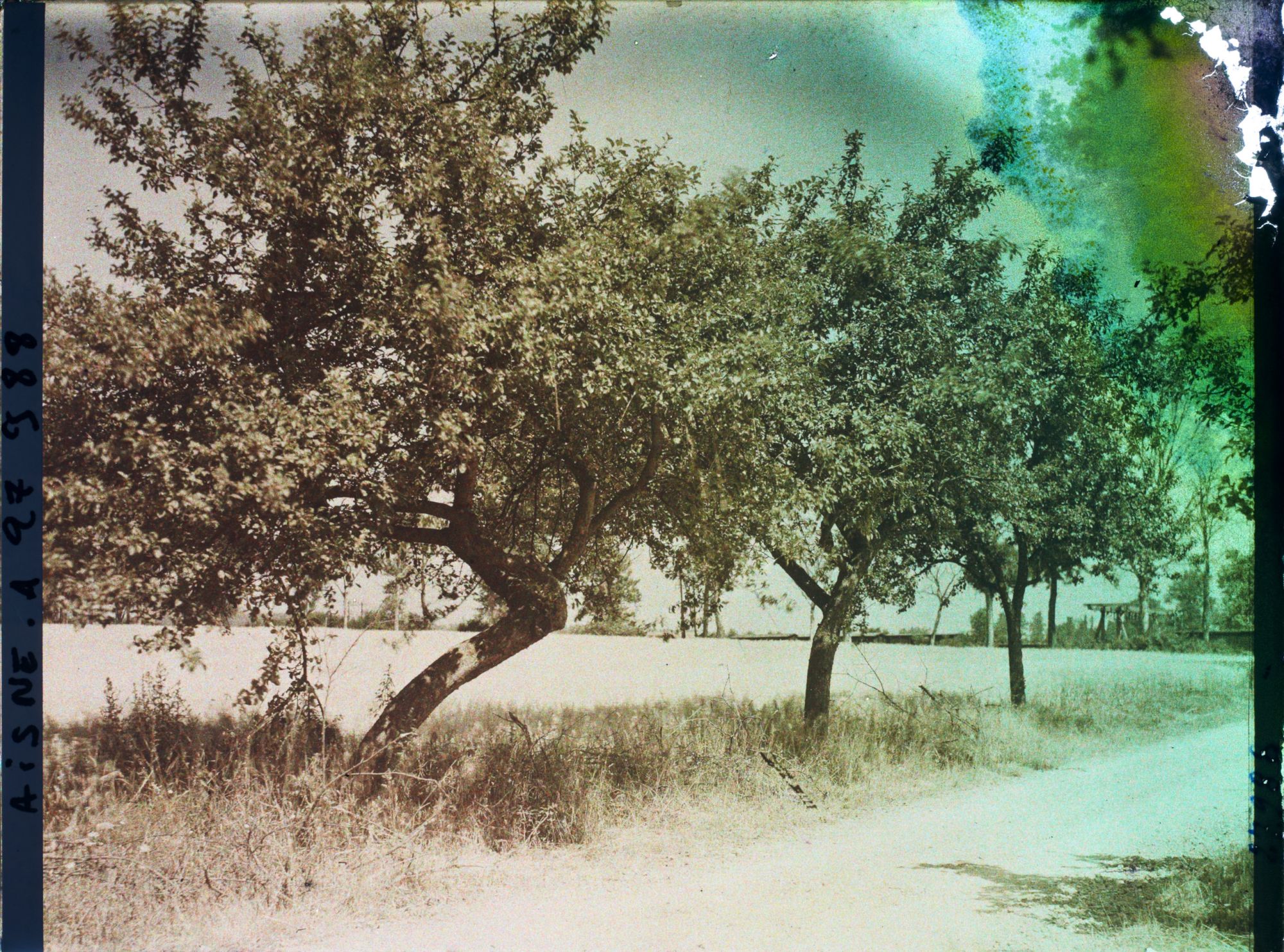 Image représentant France, Cery-Salsogne, Pommiers en bordure d'un Champ d'Avoine