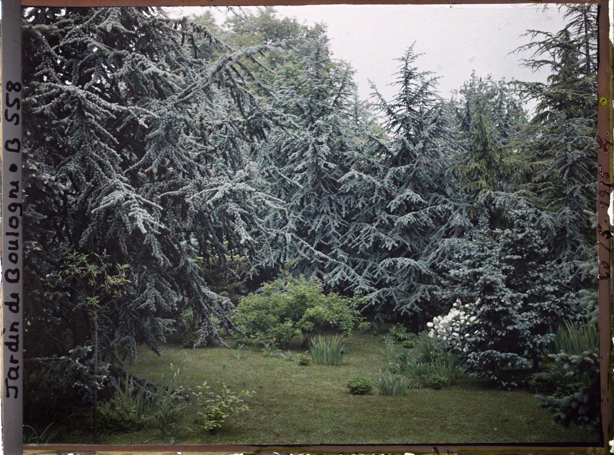 Image représentant Ecran feutré créé par les épicéas et les cèdres de la forêt bleue