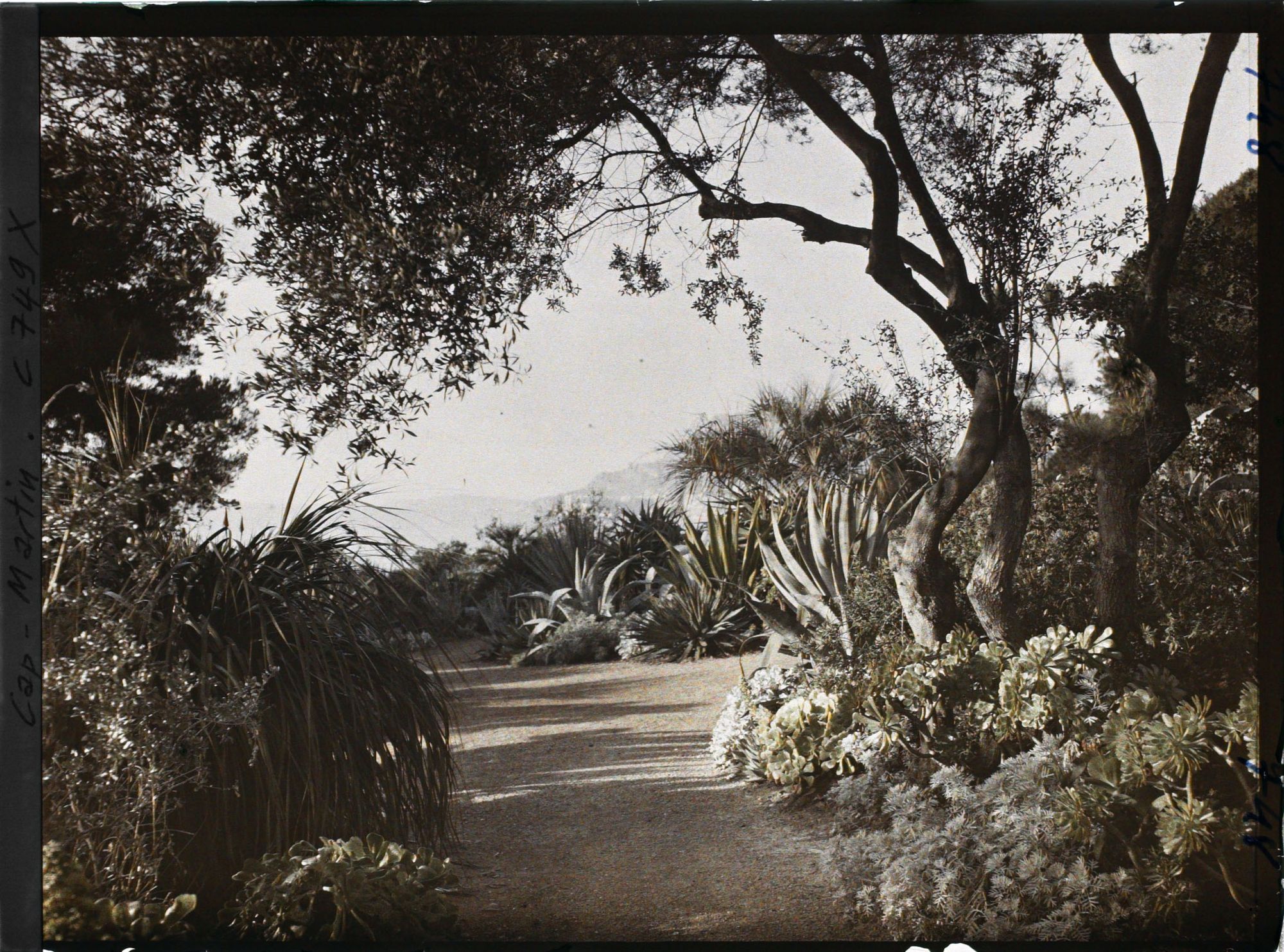 Image représentant Une allée de plantes exotiques