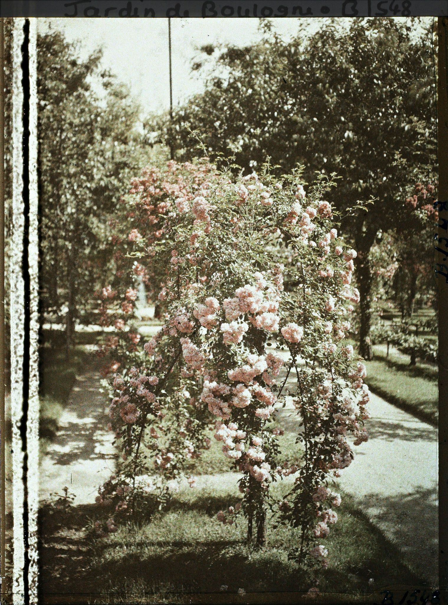 Image représentant Rosier en fleur au bord d'une allée menant à la forêt bleue, dans la partie est du verger-roseraie
