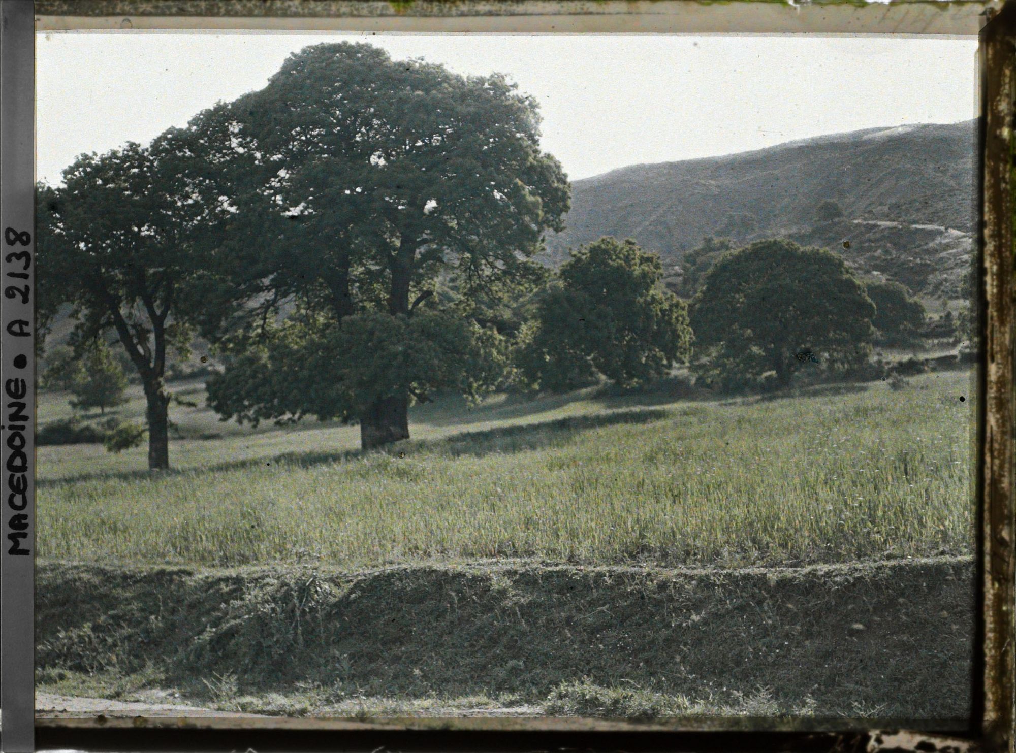 Image représentant Les grands chataîgners de la plain d'Ohrid