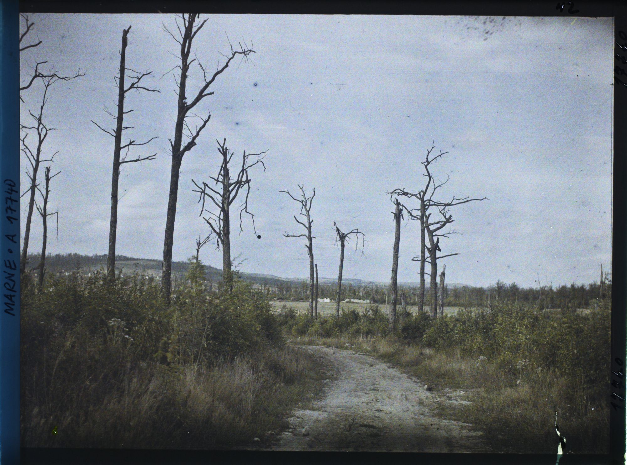 Image représentant France, Forêt de Vauclère, Forêt de Vauclère, arbres déchiquetés