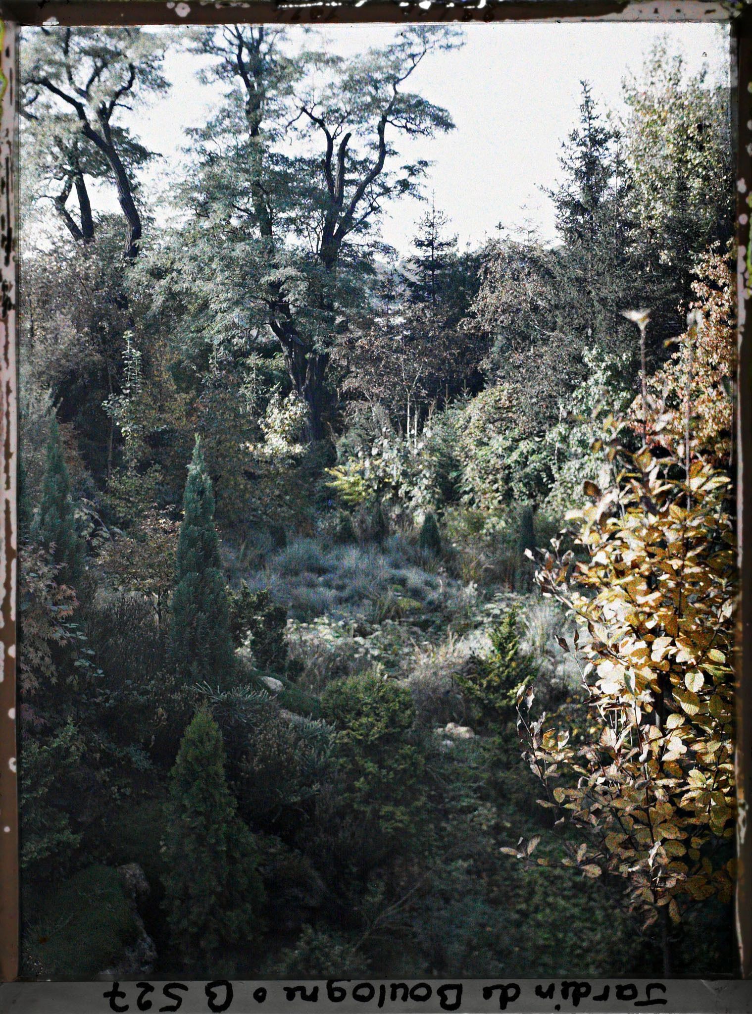 Image représentant Rocaille en pente du " sanctuaire japonais " ponctuée de conifères