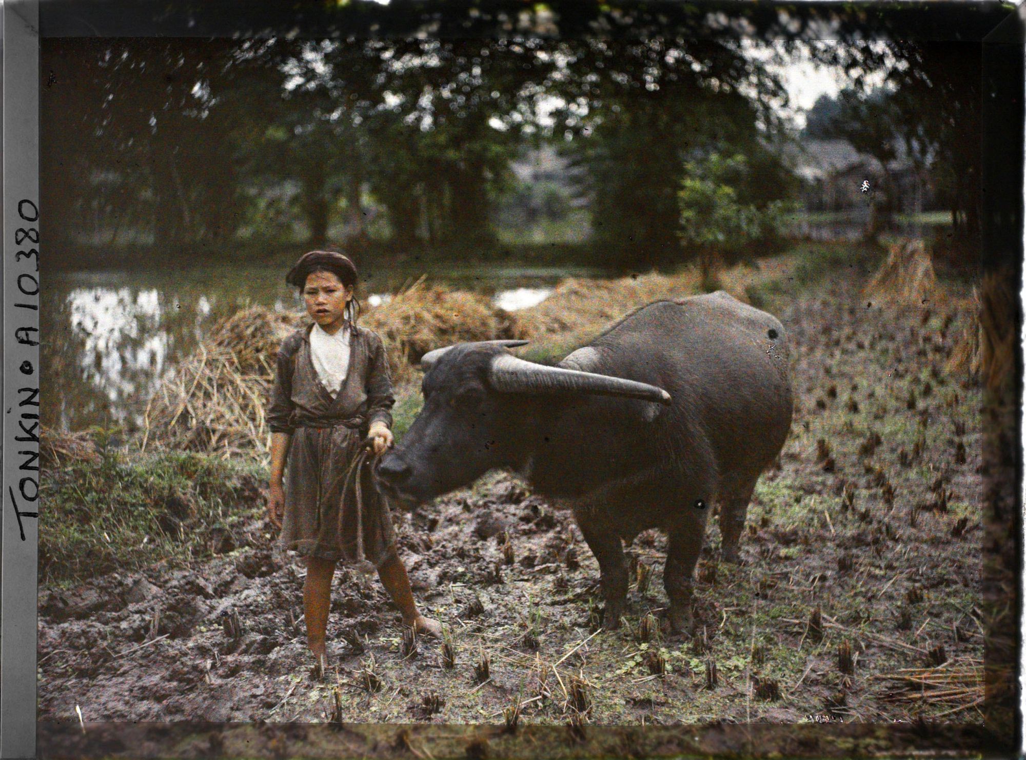 Image représentant Un buffle et sa gardienne dans une rizière