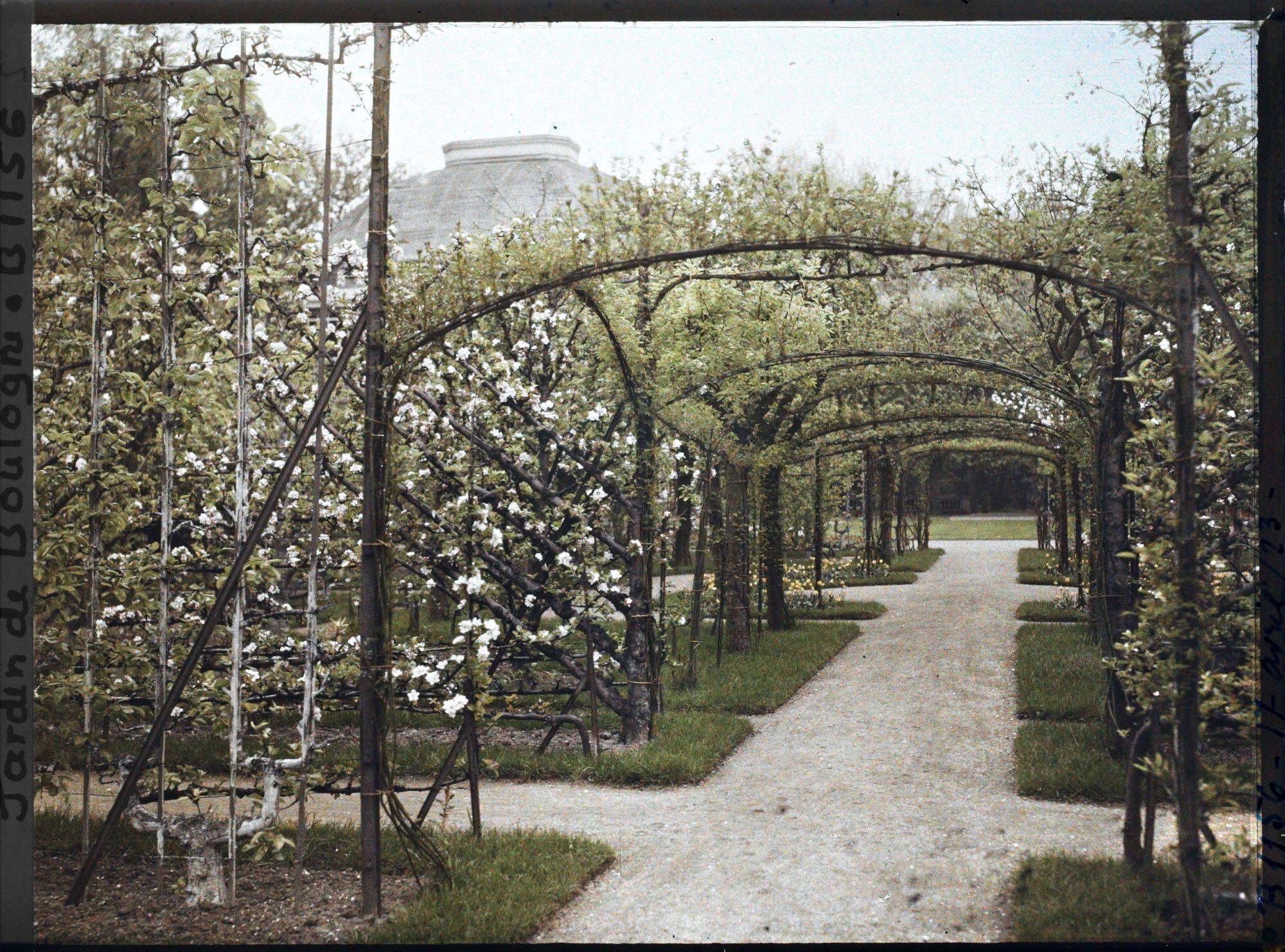 Image représentant Axe central du verger-roseraie vu à mi-parcours, en direction du jardin anglais