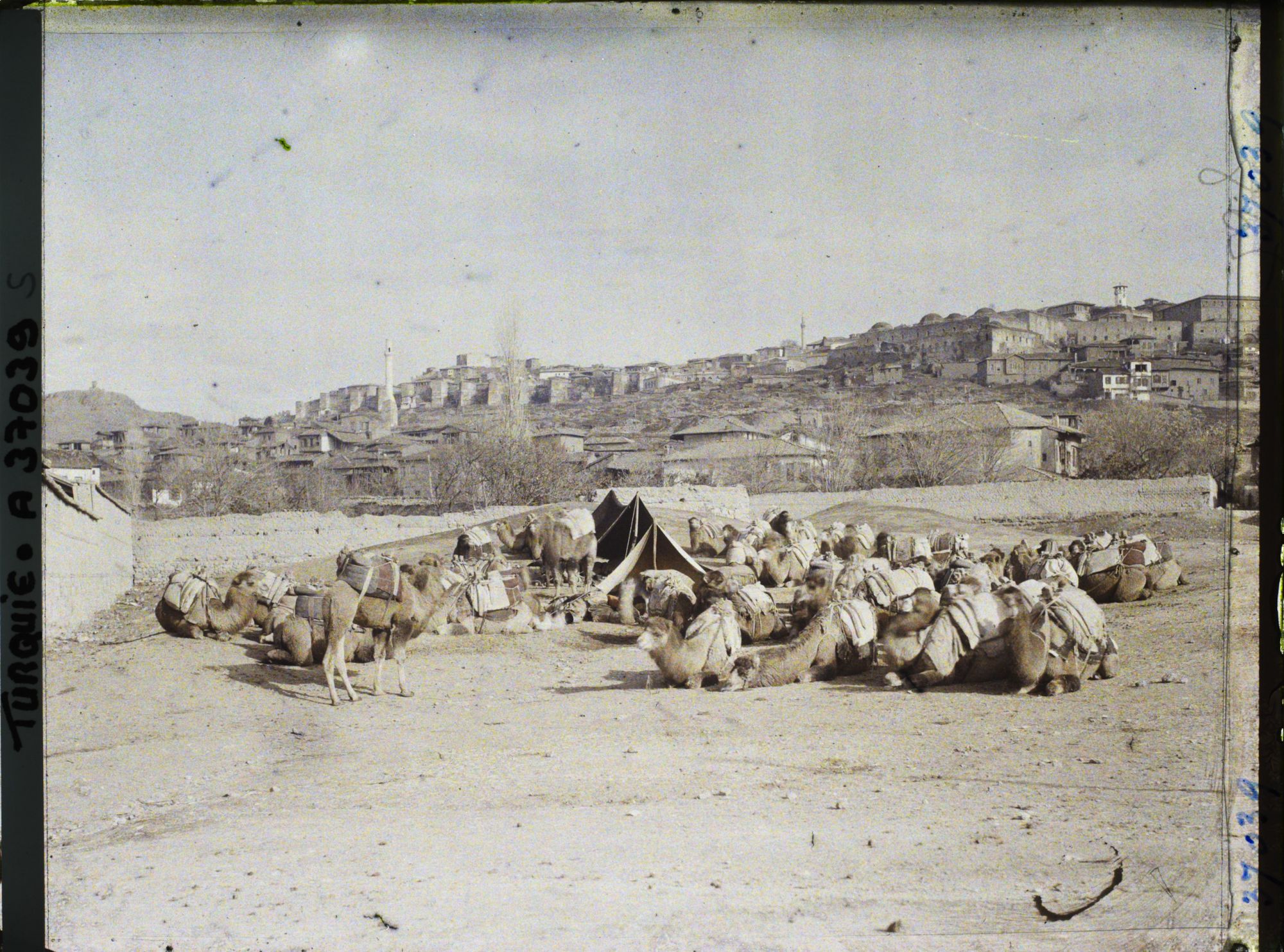 Image représentant Turquie, Angora, Caravane de Chameaux, au repos