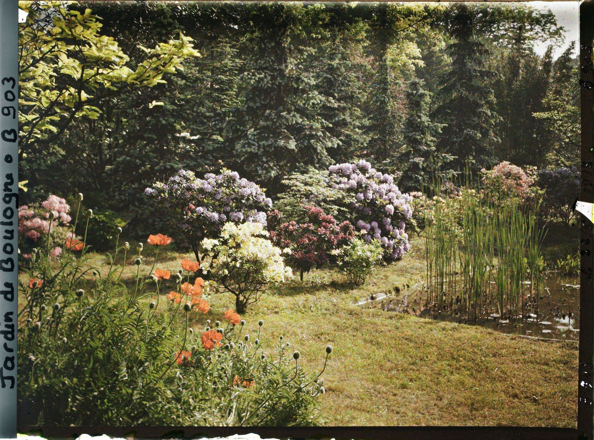 Image représentant Pavots d'Orient et arbustes en fleurs ornant la partie nord-est du marais, vue dans cette direction