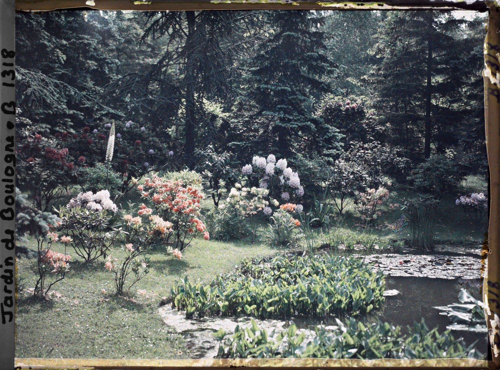 Image représentant Rhododendrons et azalées fleuris en bord " d'étang ", vus vers l'est, depuis le nord-est du marais