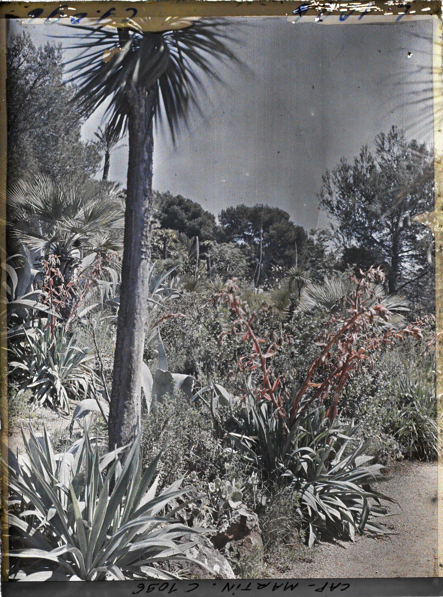 Image représentant le Jardin