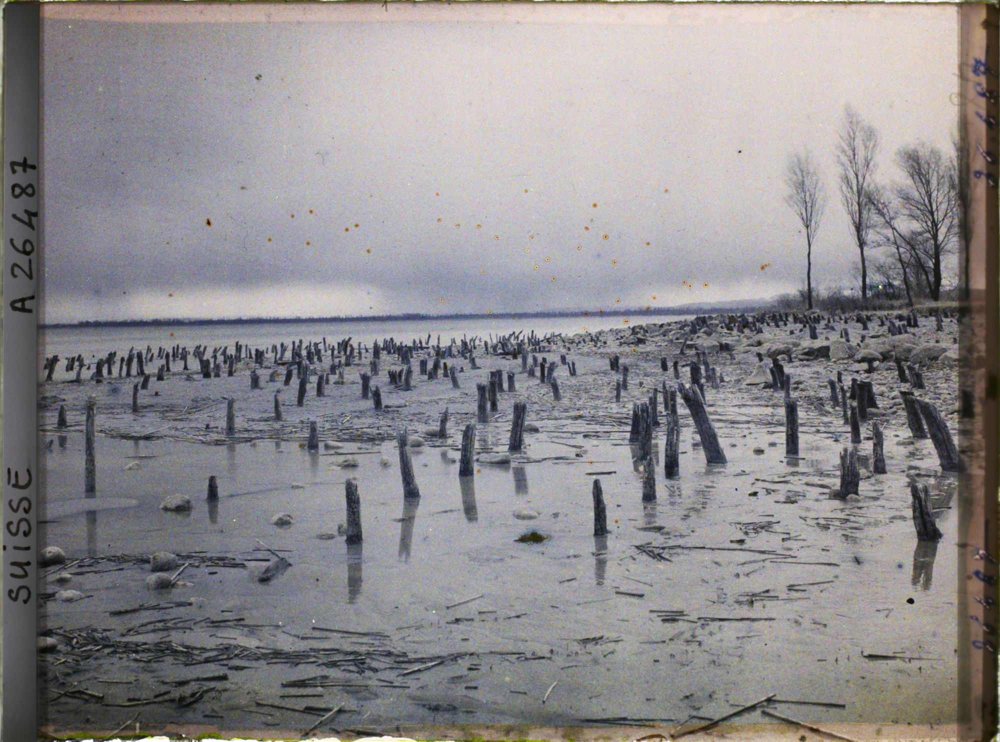Image représentant Site palafittique préhistorique des Alpes, pieux en bois visibles lors de la baisse des eaux après la grande sécheresse de 1921