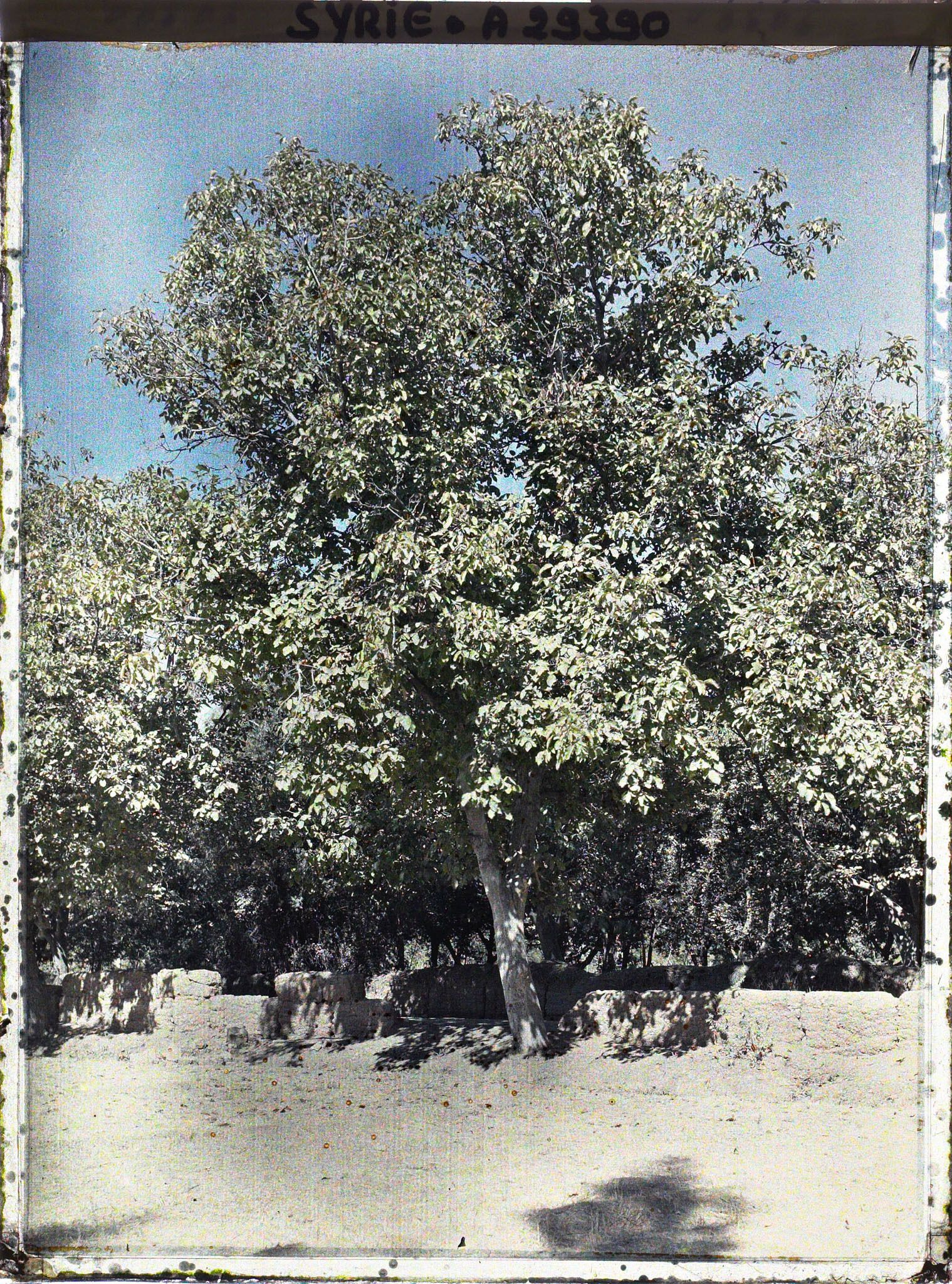 Image représentant Noyers au bord d'une route