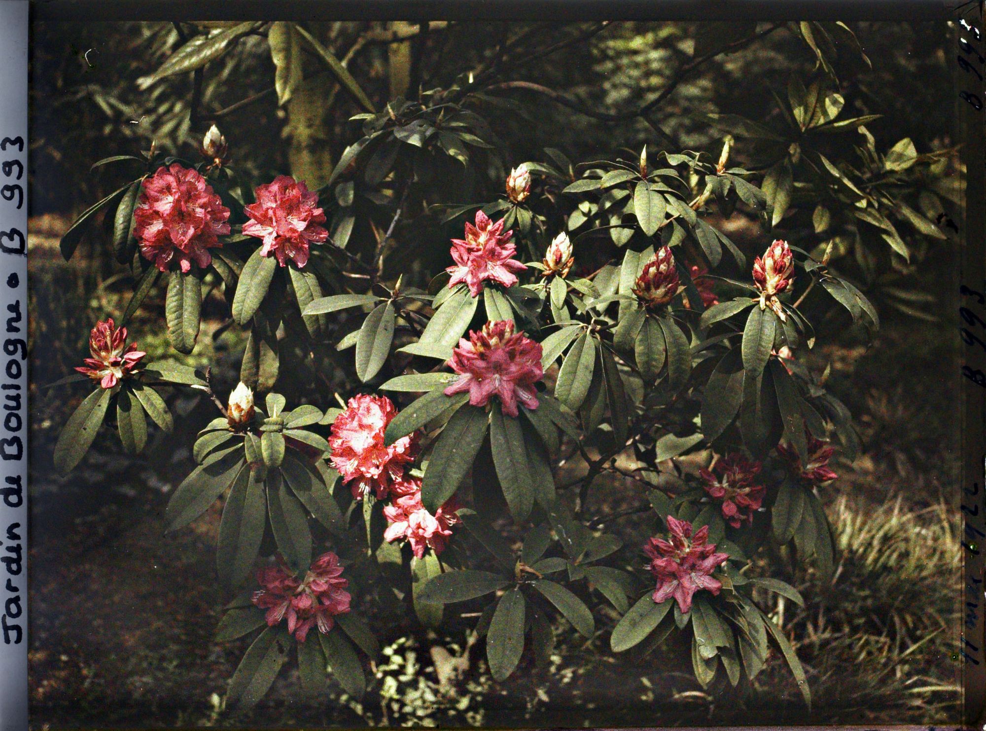 Image représentant Rhodos rouge