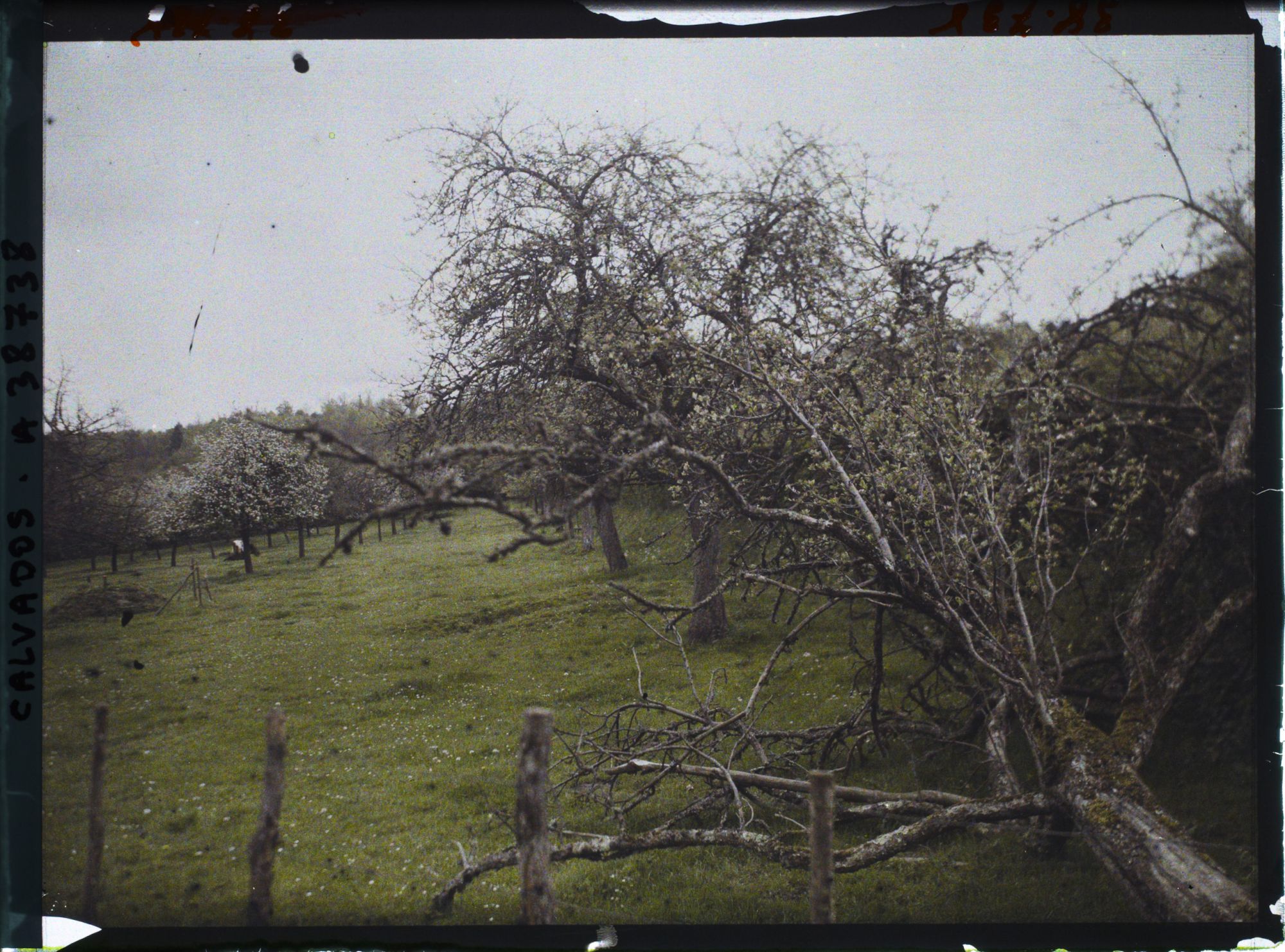 Image représentant Pommiers sur la route de Deauville
