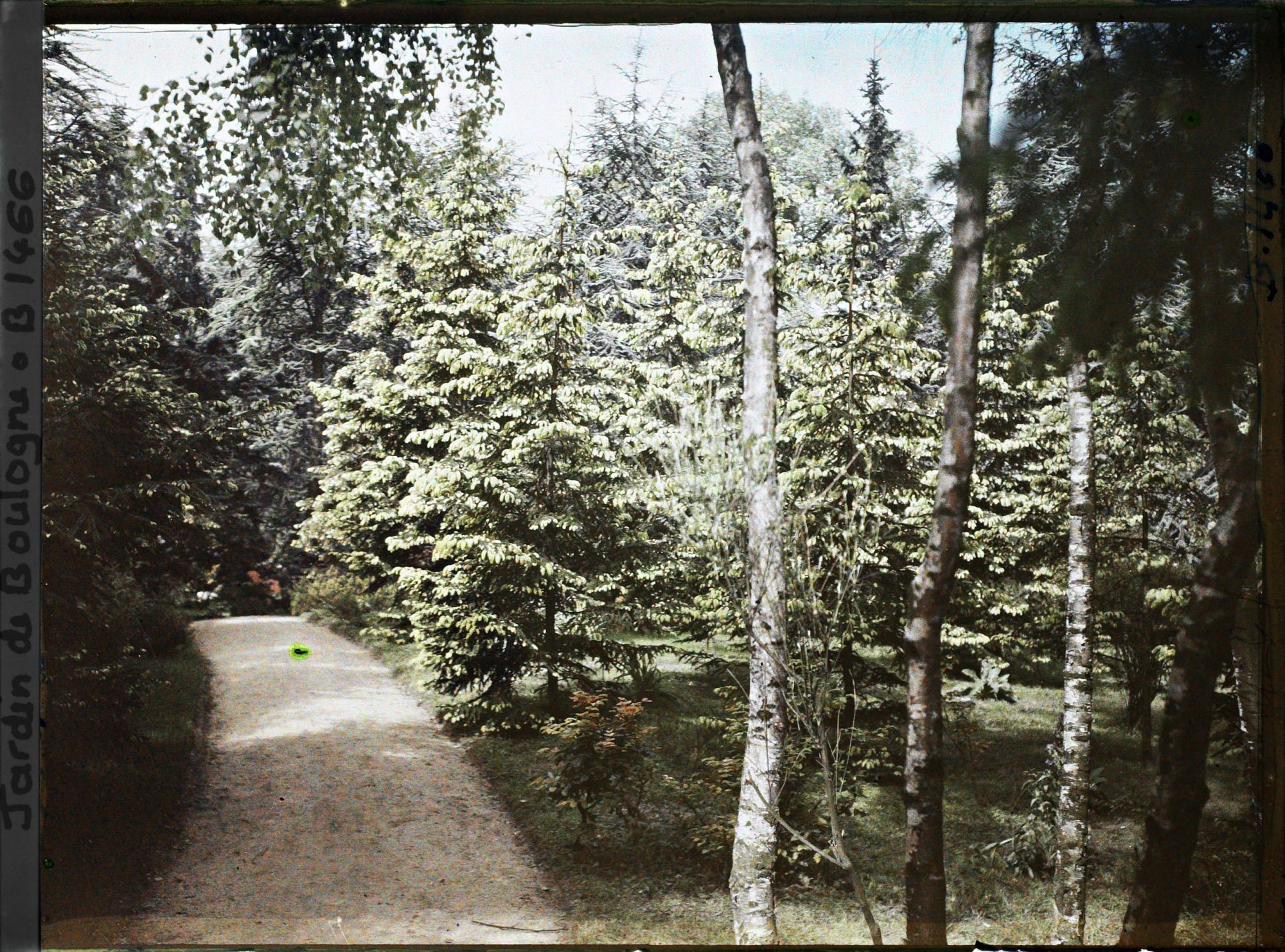 Image représentant La forêt dorée