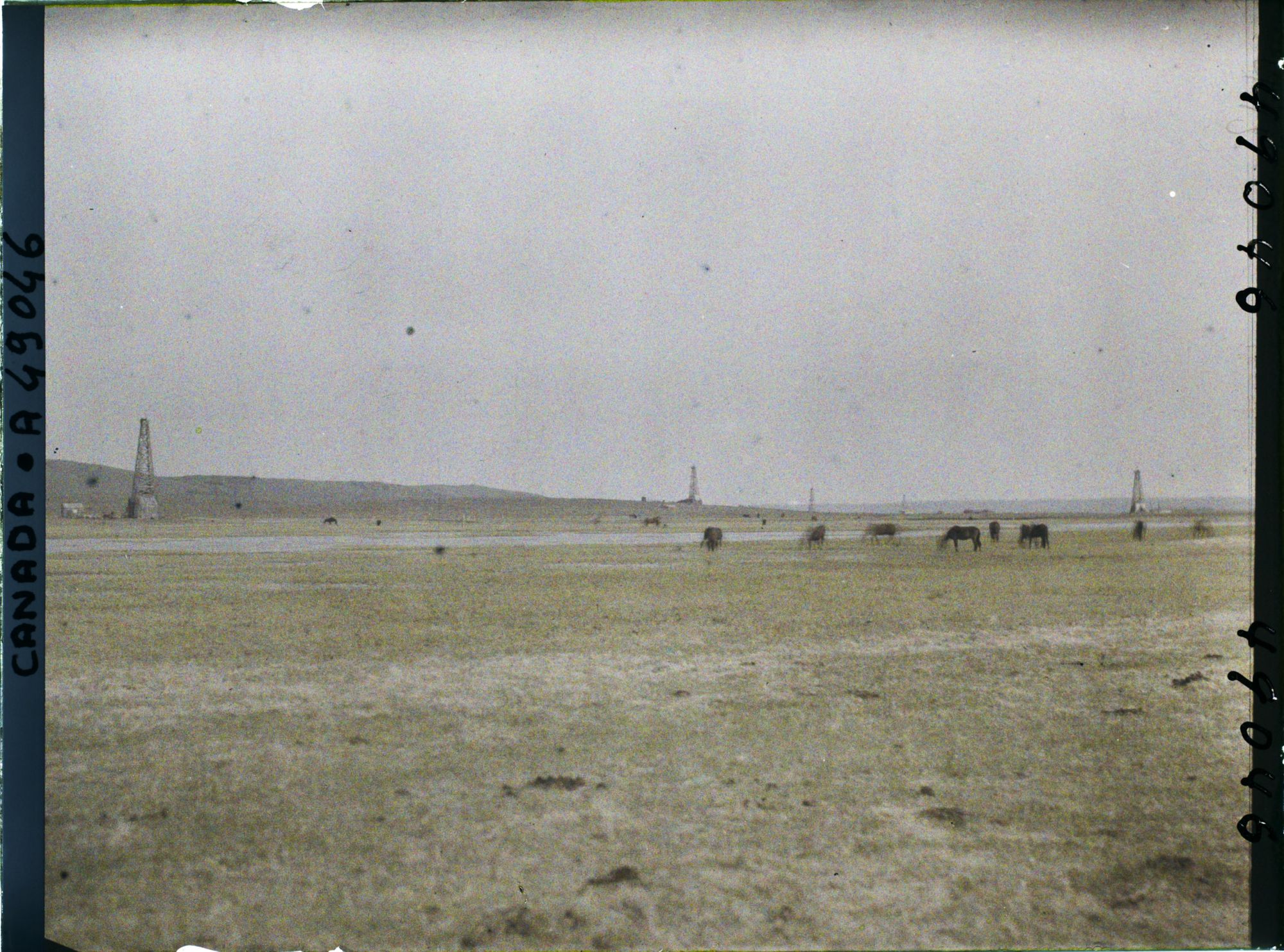 Image représentant Canada, Foot Hills Turner Valley, 50 Milles de Calgary, Turner Valley - La plaine avec Chevaux au paturage et 5 puits en forage
