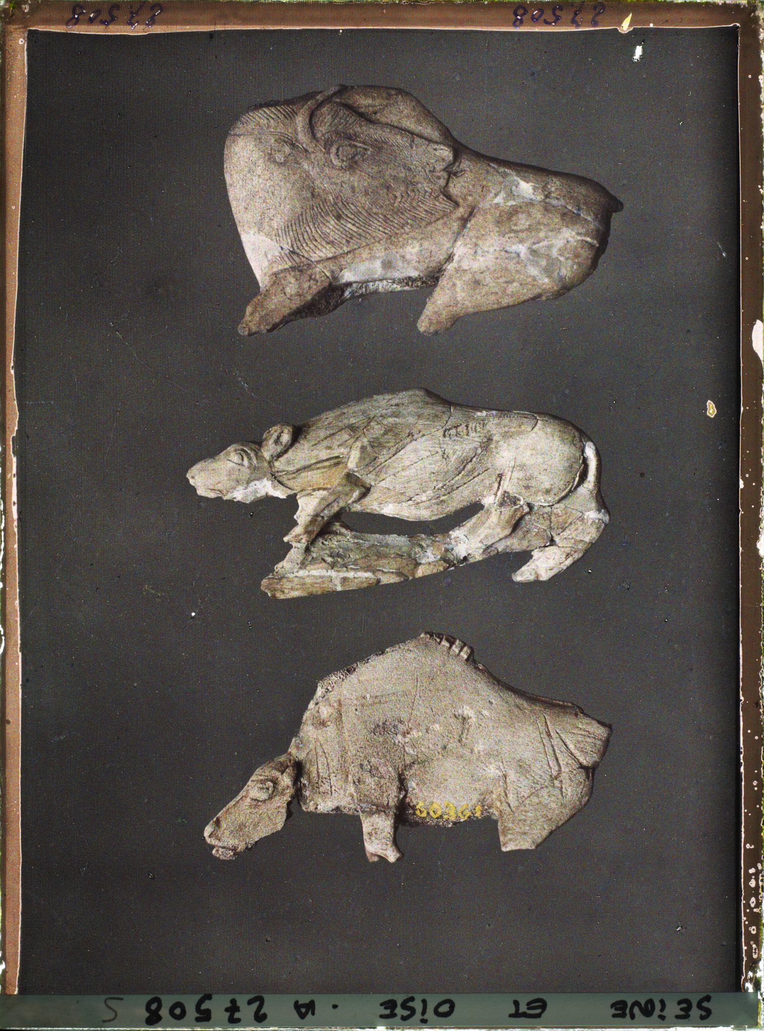 Image représentant France, St Germain-en-Laye, Bison à tête retournée 56873, Hyène en ivoire 60362, Bison tête basse 60361. La Madeleine