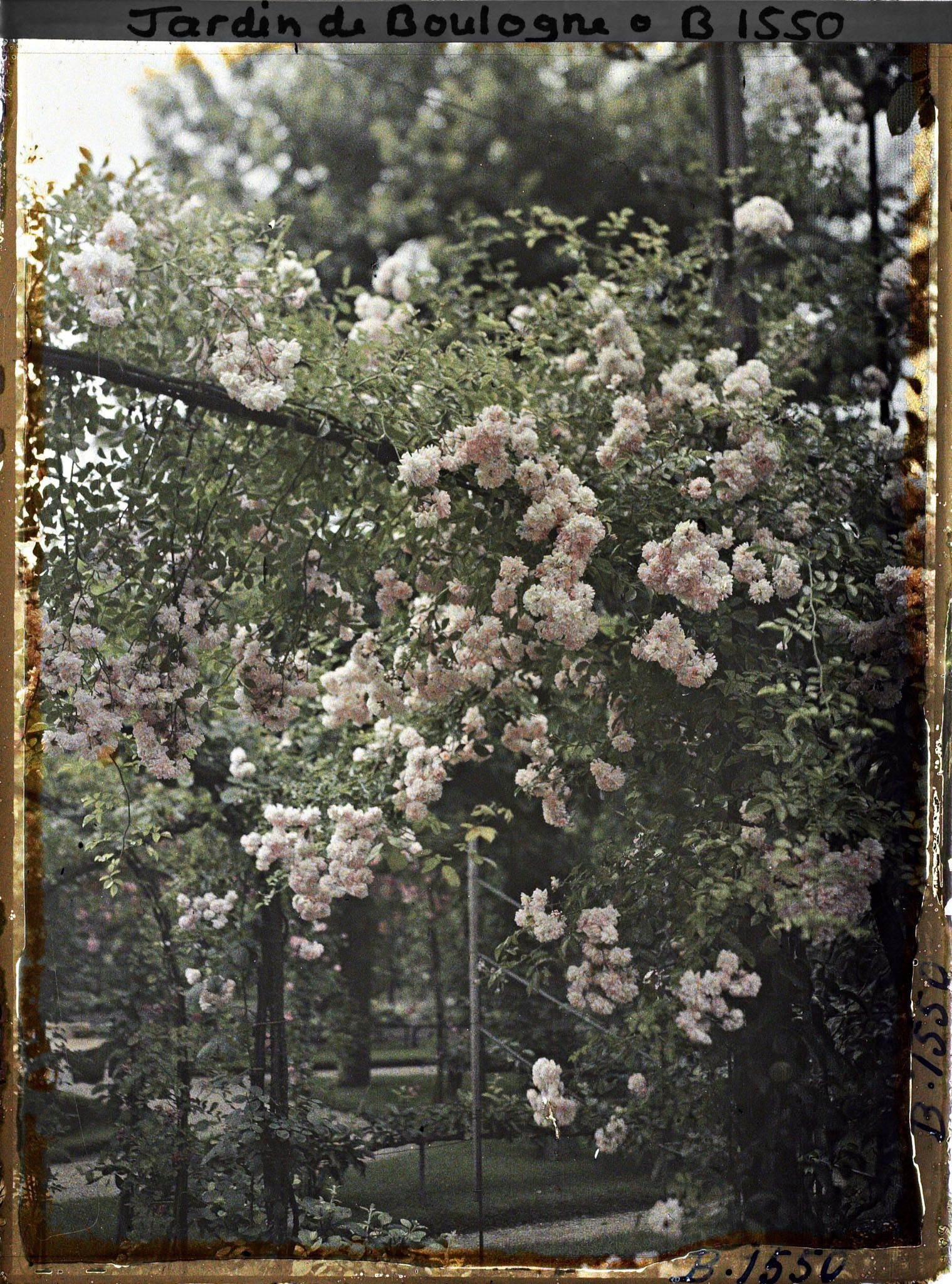 Image représentant Arches de roses masquant un coin sud-est du verger-roseraie, vues en direction du jardin français ?