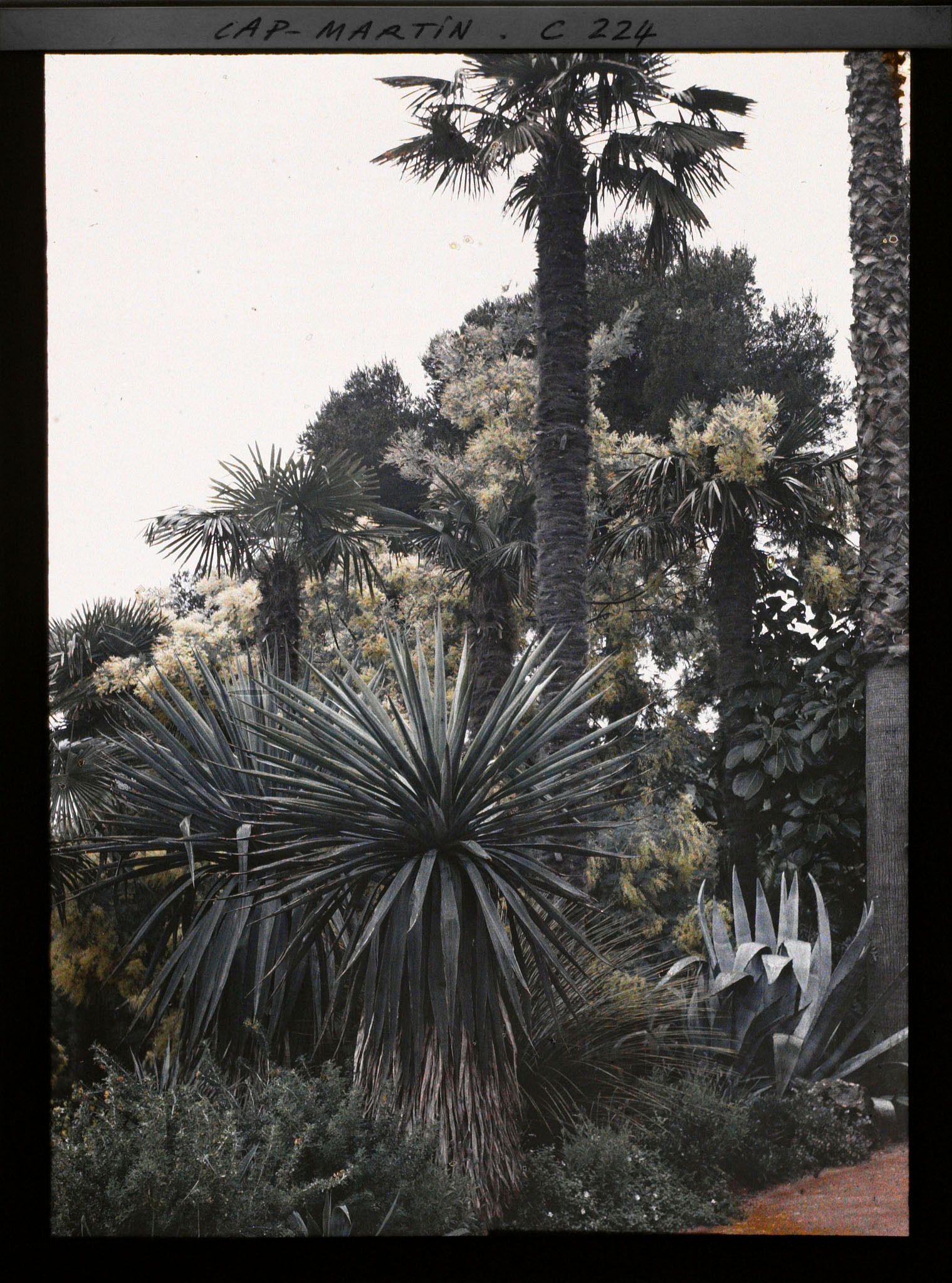 Image représentant Cap-Martin - Mimosas - Le Jardin