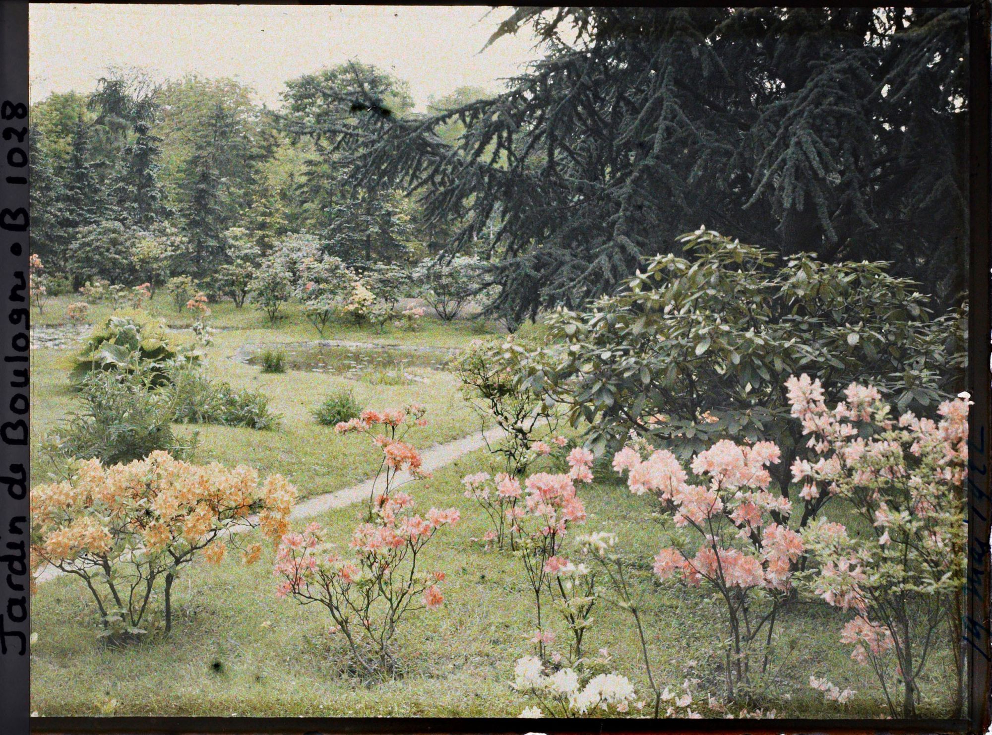 Image représentant Azalées près du marais