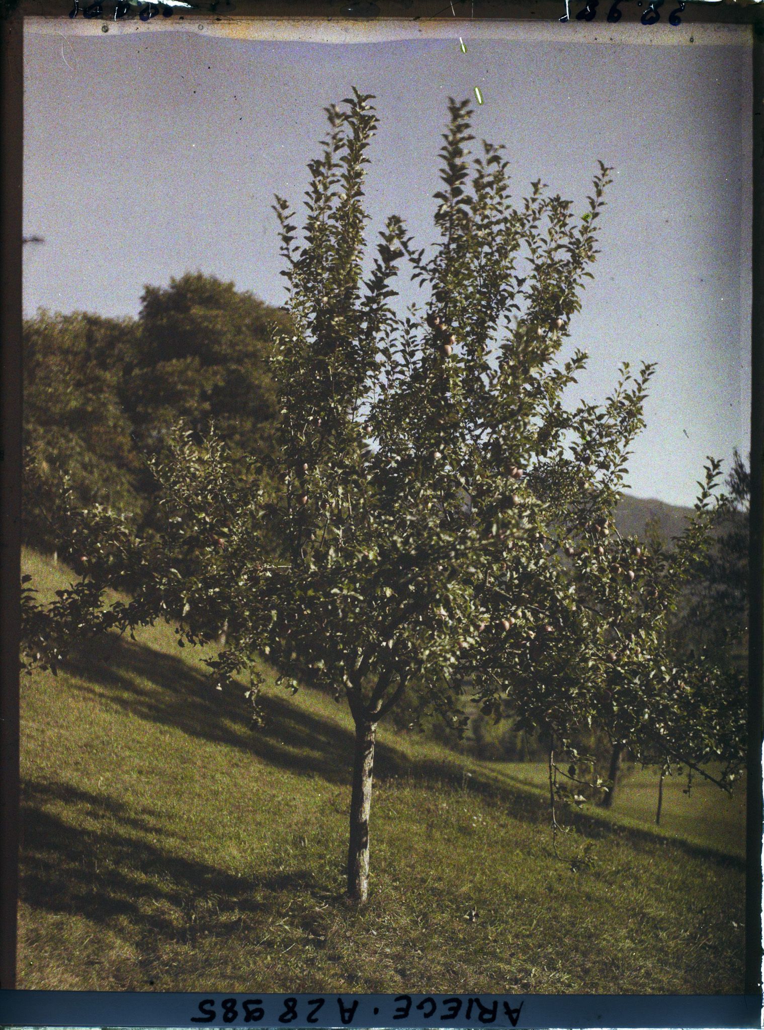Image représentant Un pommier chez monsieur Begouën