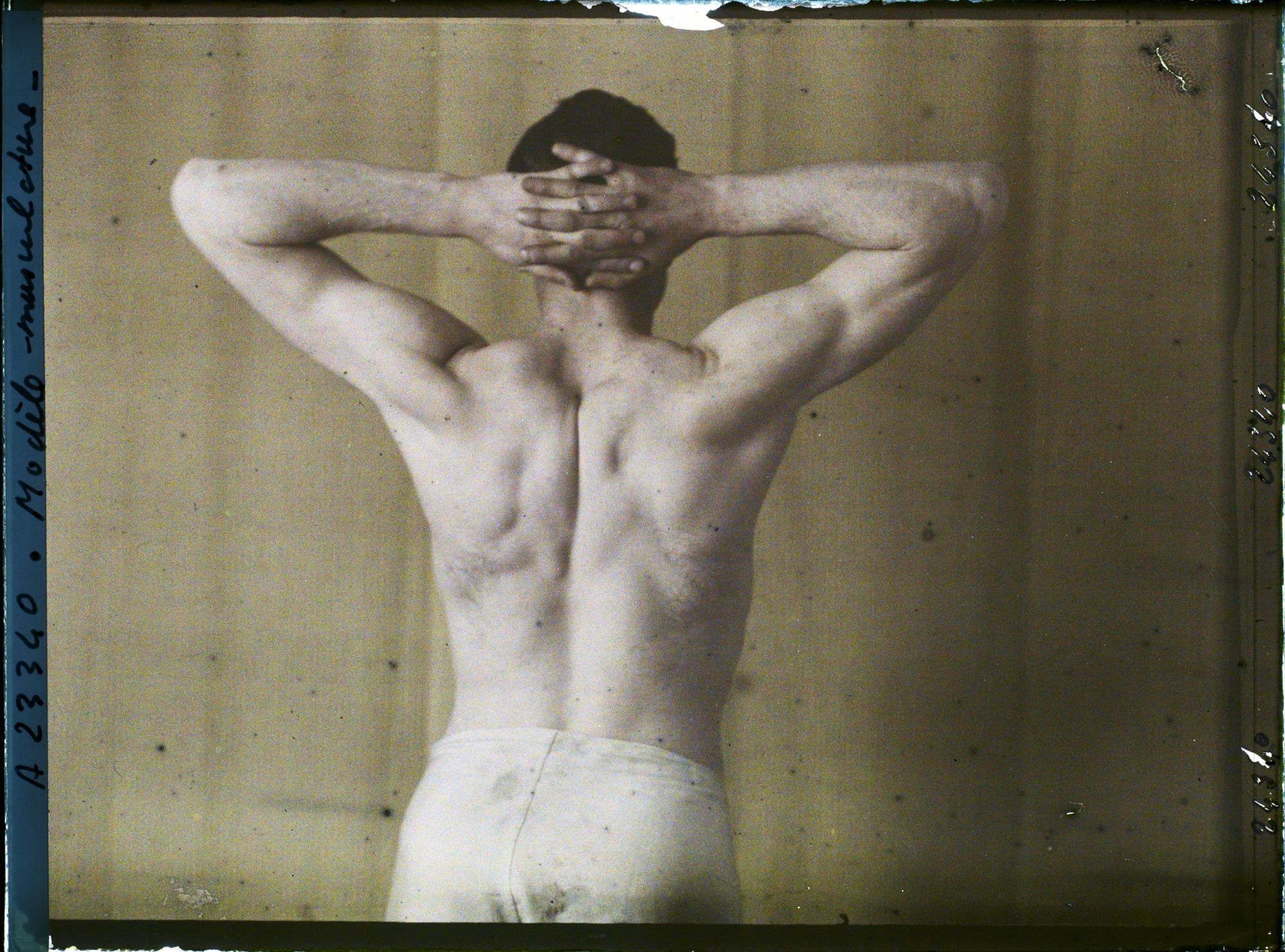 Image représentant Modèle musculature