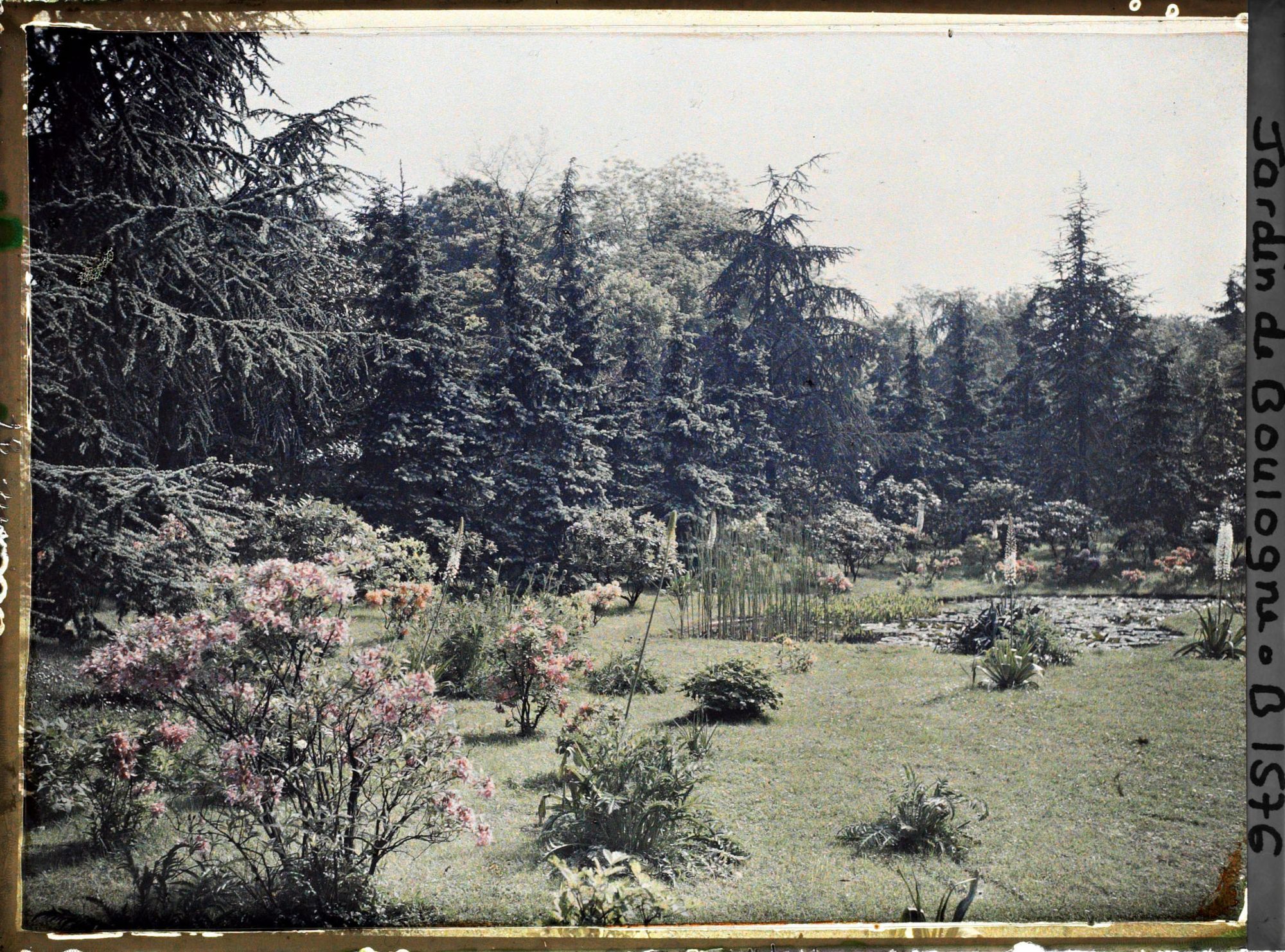 Image représentant La pelouse du marais entourée par la forêt bleue