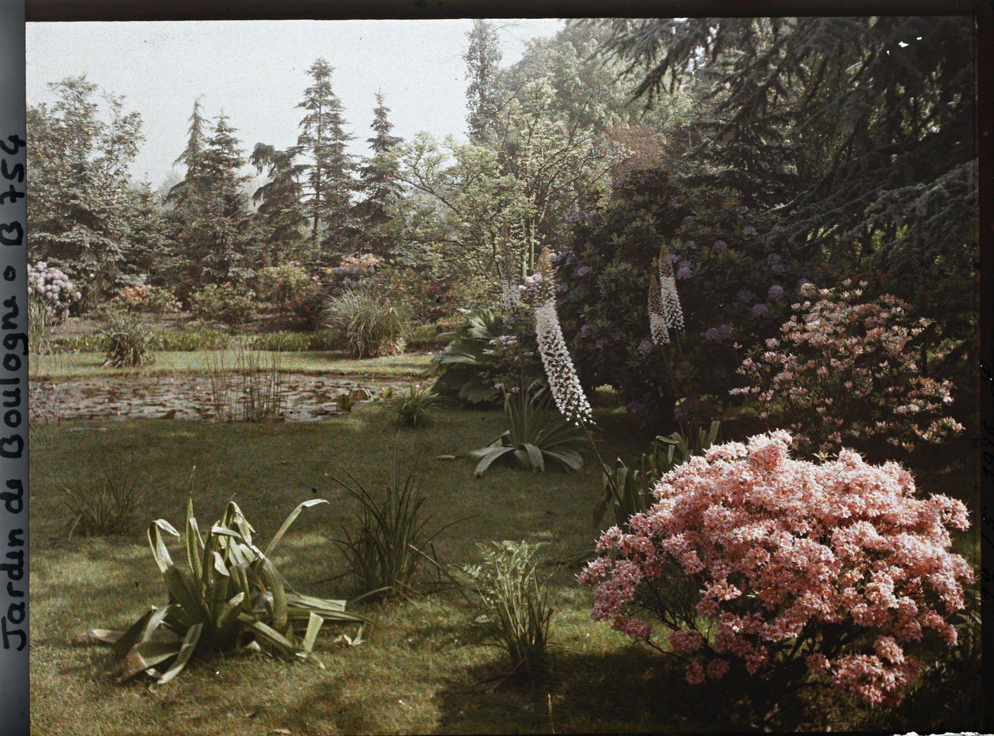 Image représentant Massif d'arbustes et eremurus en fleurs, situés en bordure est du marais et vus en direction du nord