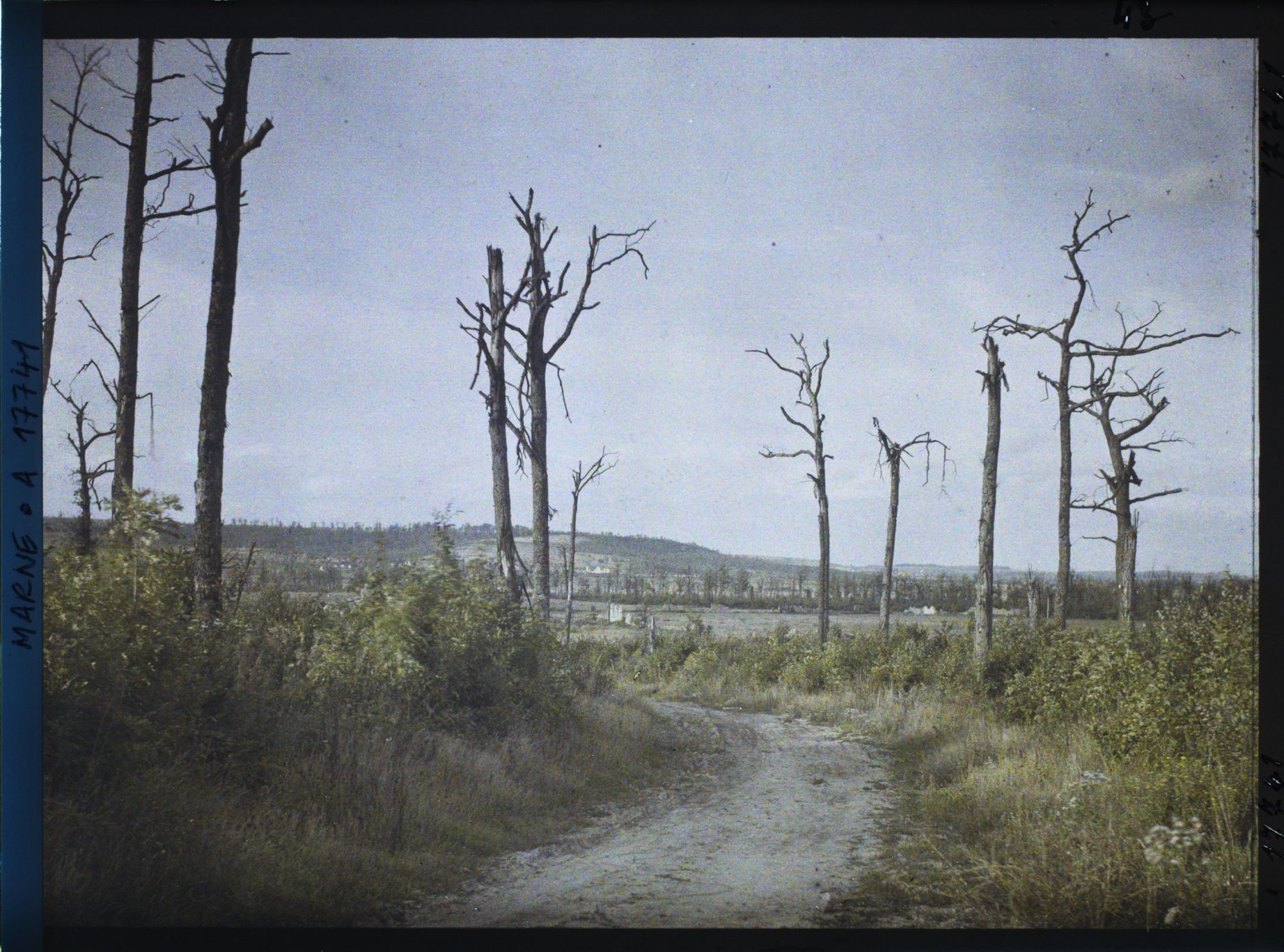 Image représentant France, Forêt de Vauclère, Forêt de Vauclère, arbres déchiquetés