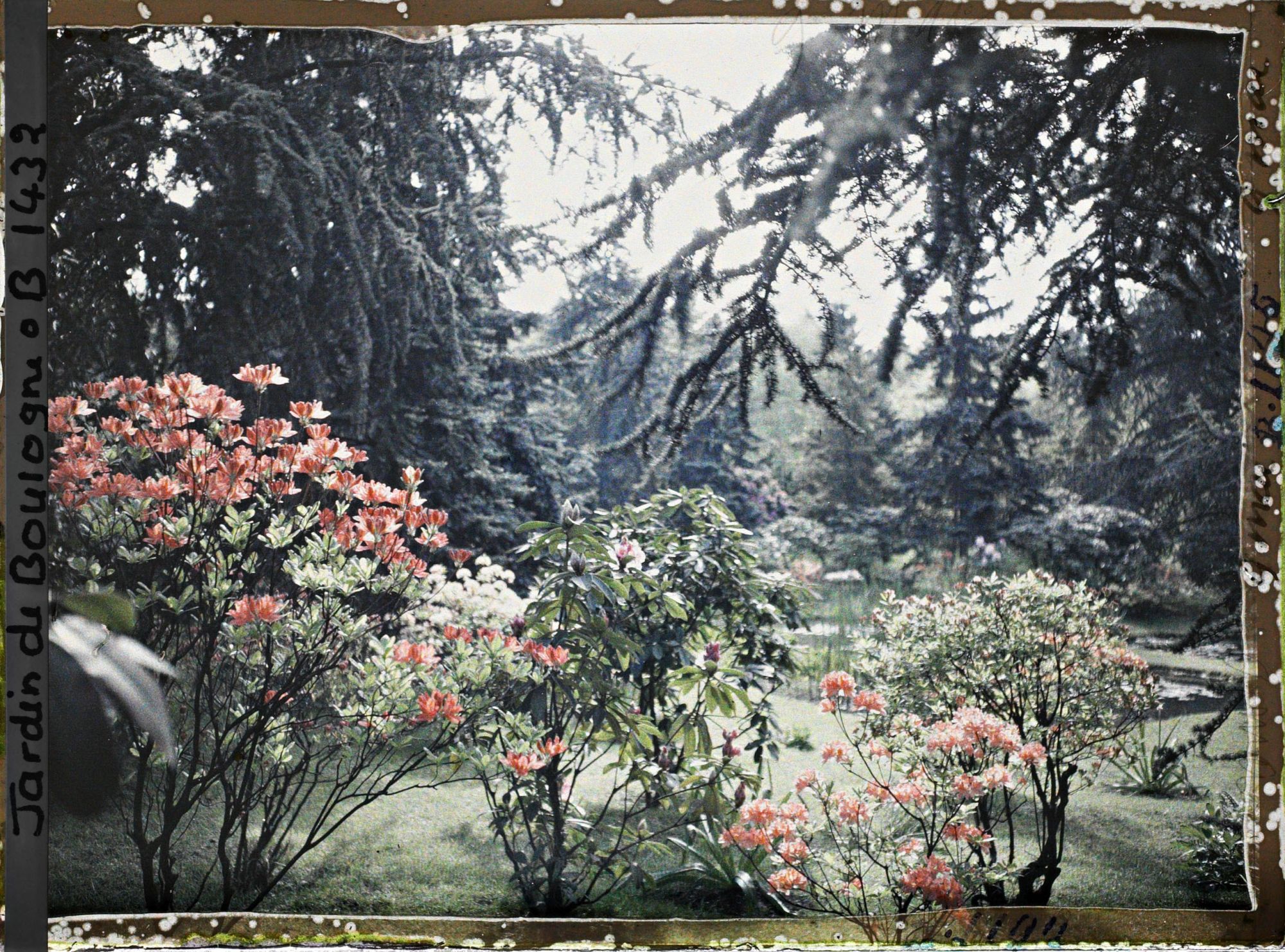 Image représentant Azalées