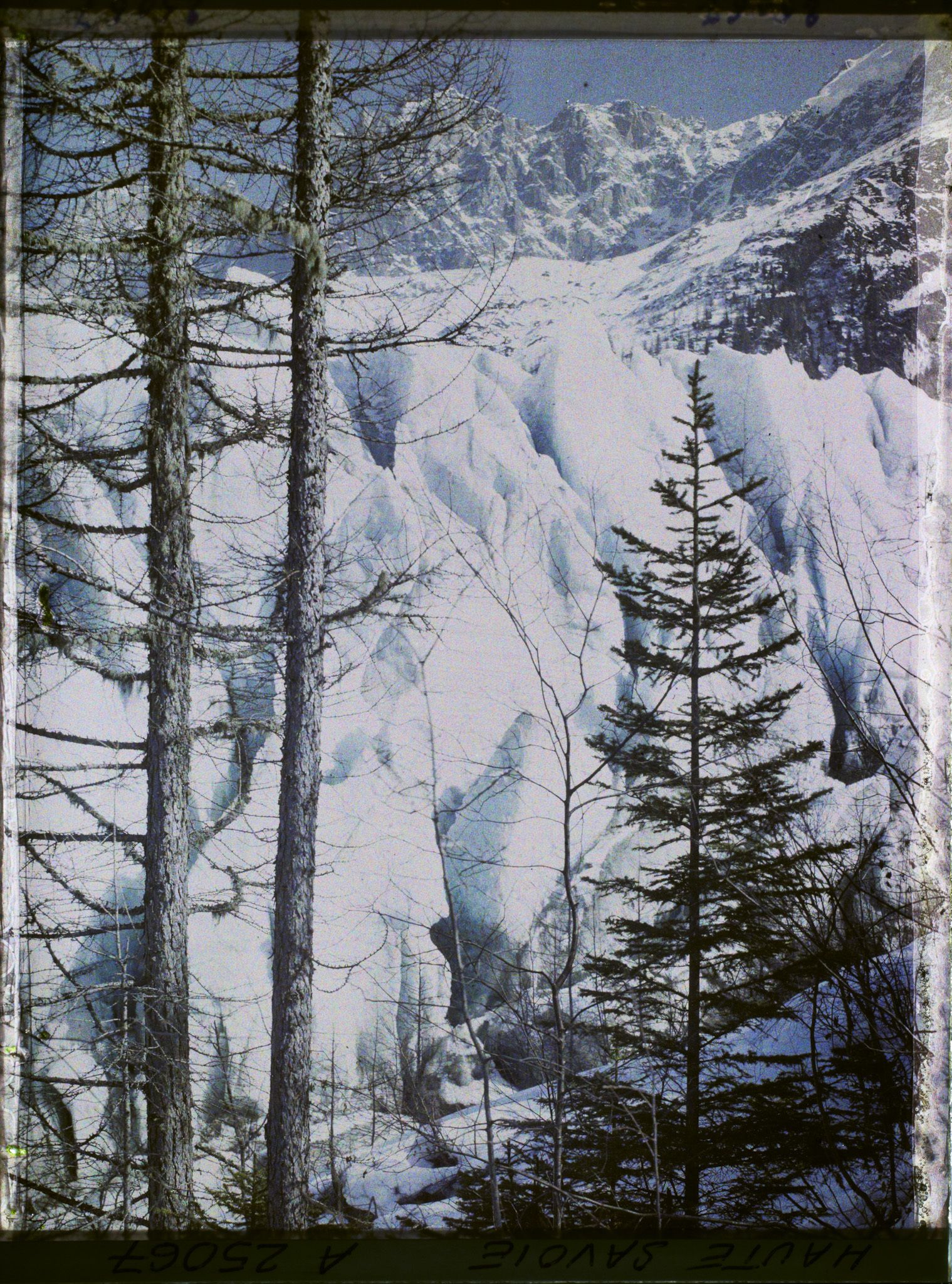 Image représentant France Les Alpes, Les Bossons, Glacier des Bossons, les aiges du Glacier des Bossons à travers les arbres et Aige du Plan