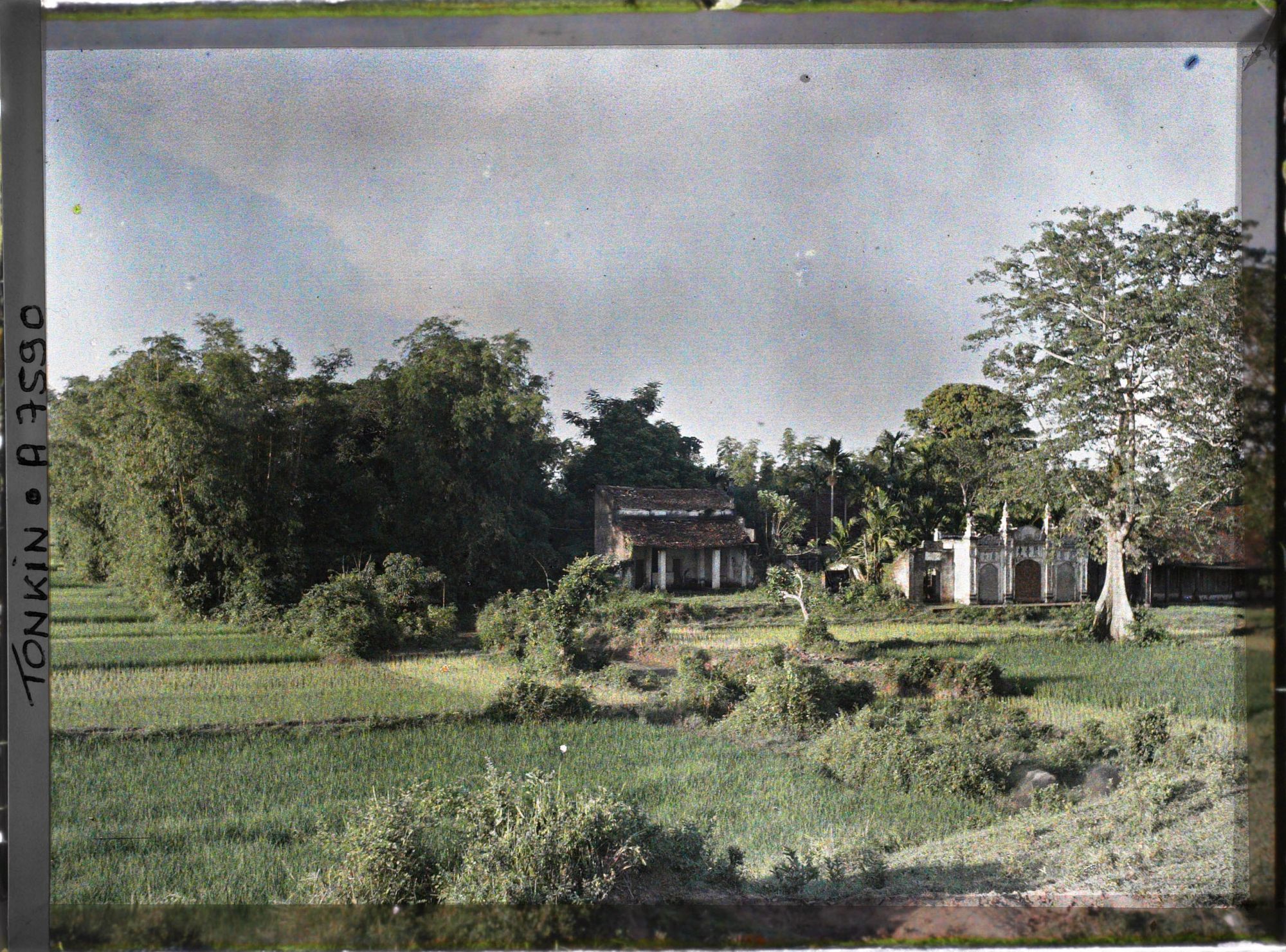 Image représentant Des rizières près d'un temple, le long du chemin qui borde le Fleuve Rouge en aval de la capitale