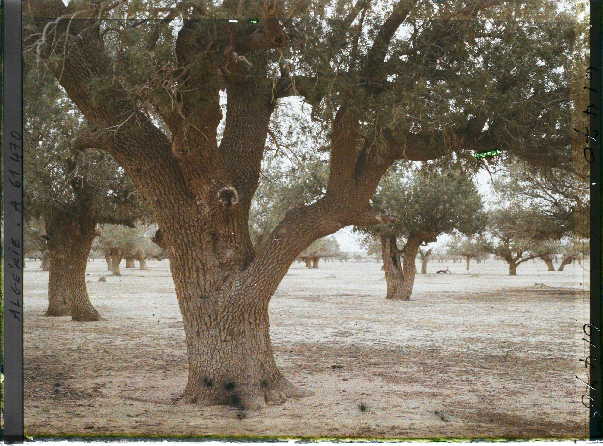Image représentant Sous-bois de pistachiers térébinthes