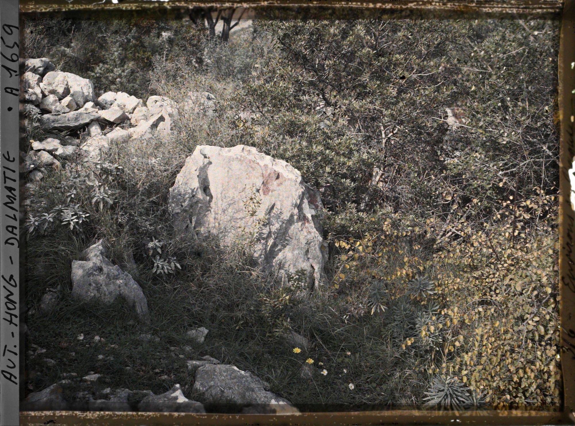 Image représentant Végétation naturelle: rocher avec lichens de deux couleurs