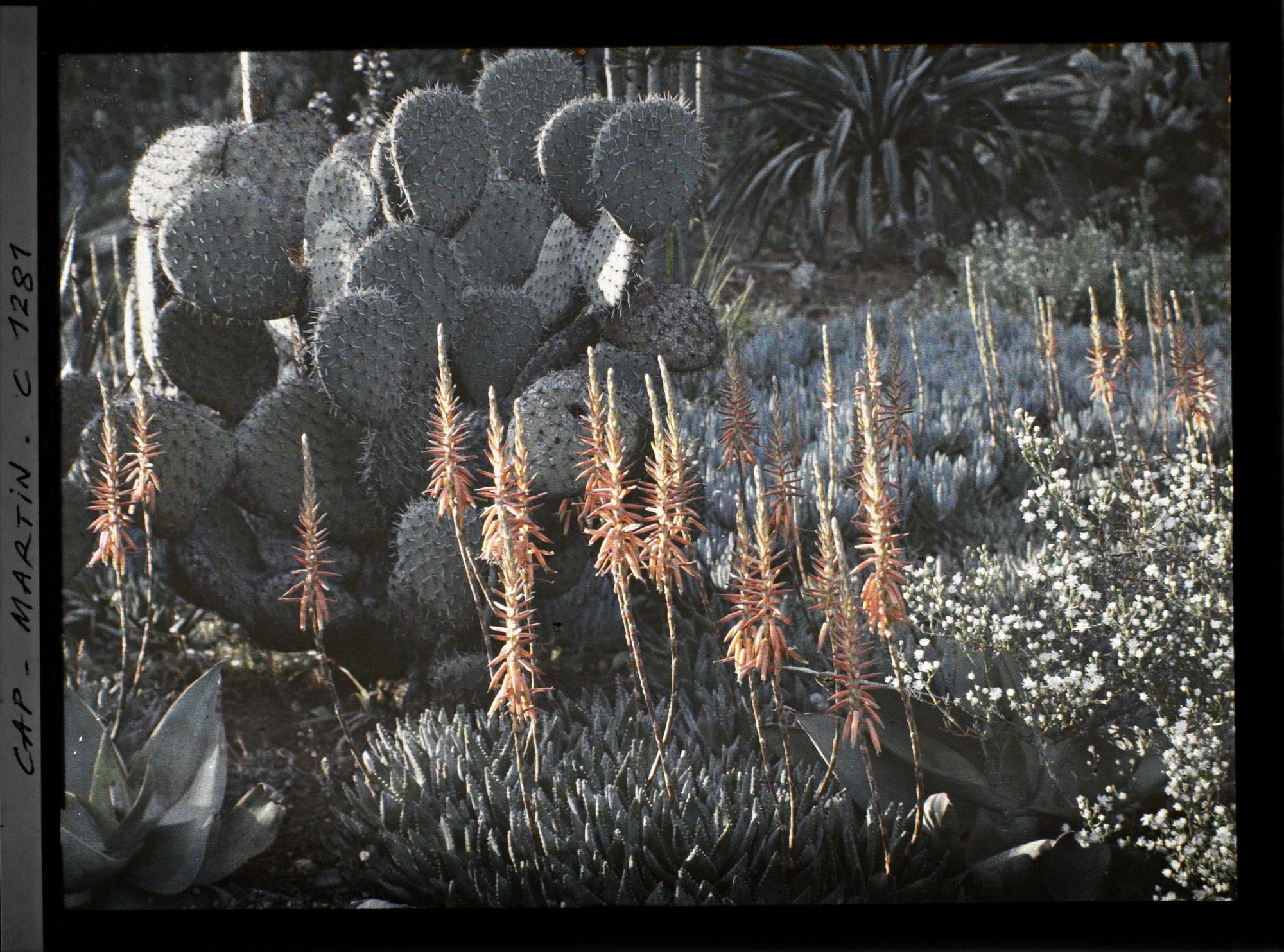 Image représentant Vue sur de plantes grasses et de fleurs prise à 19 heures