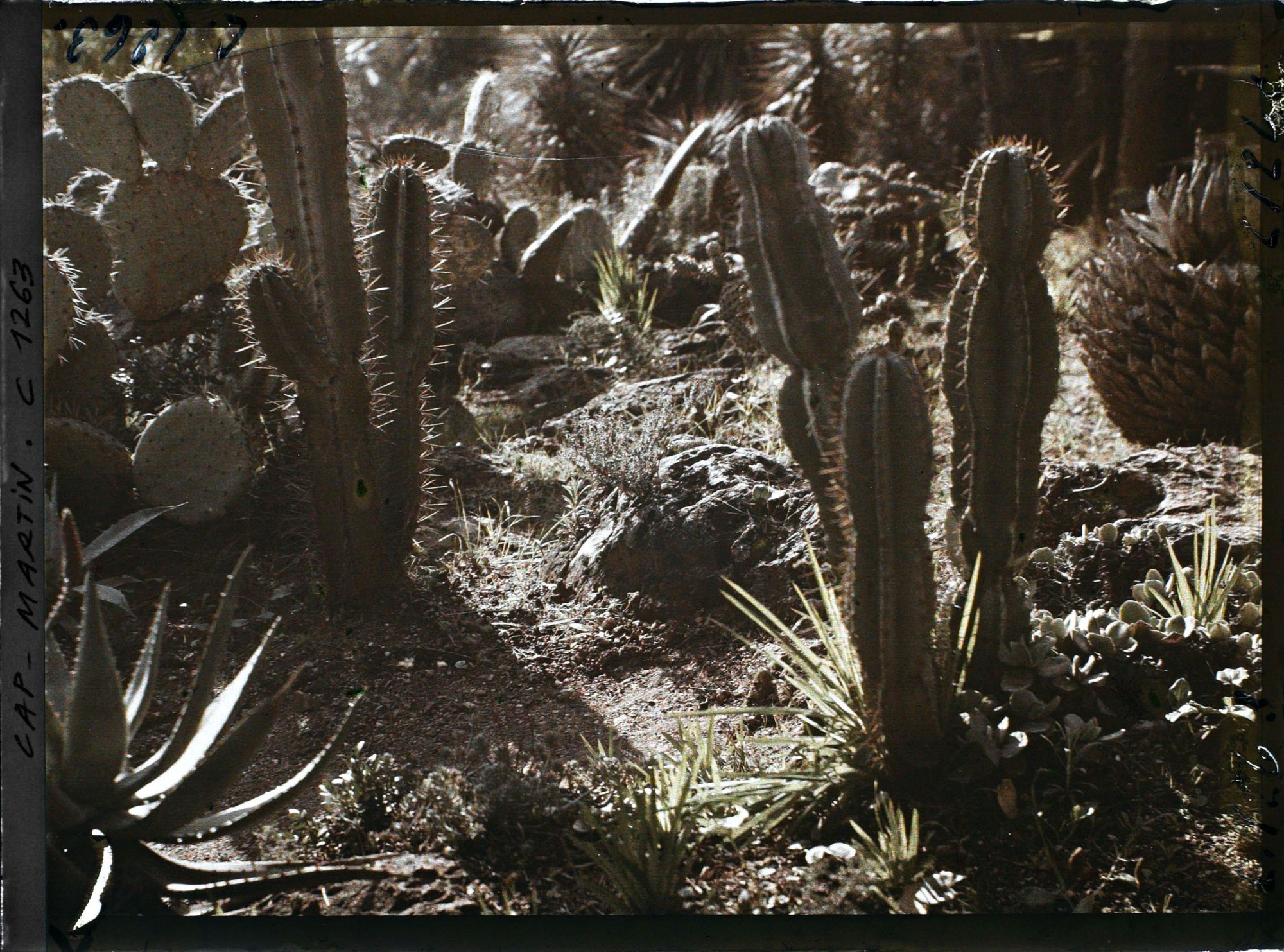 Image représentant le Jardin