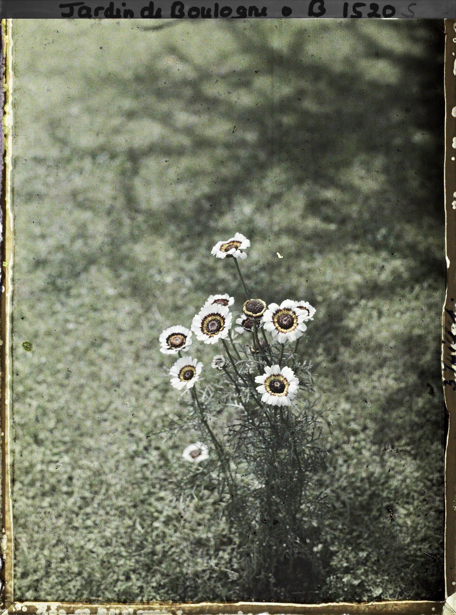 Image représentant Chrysanthème à Carême