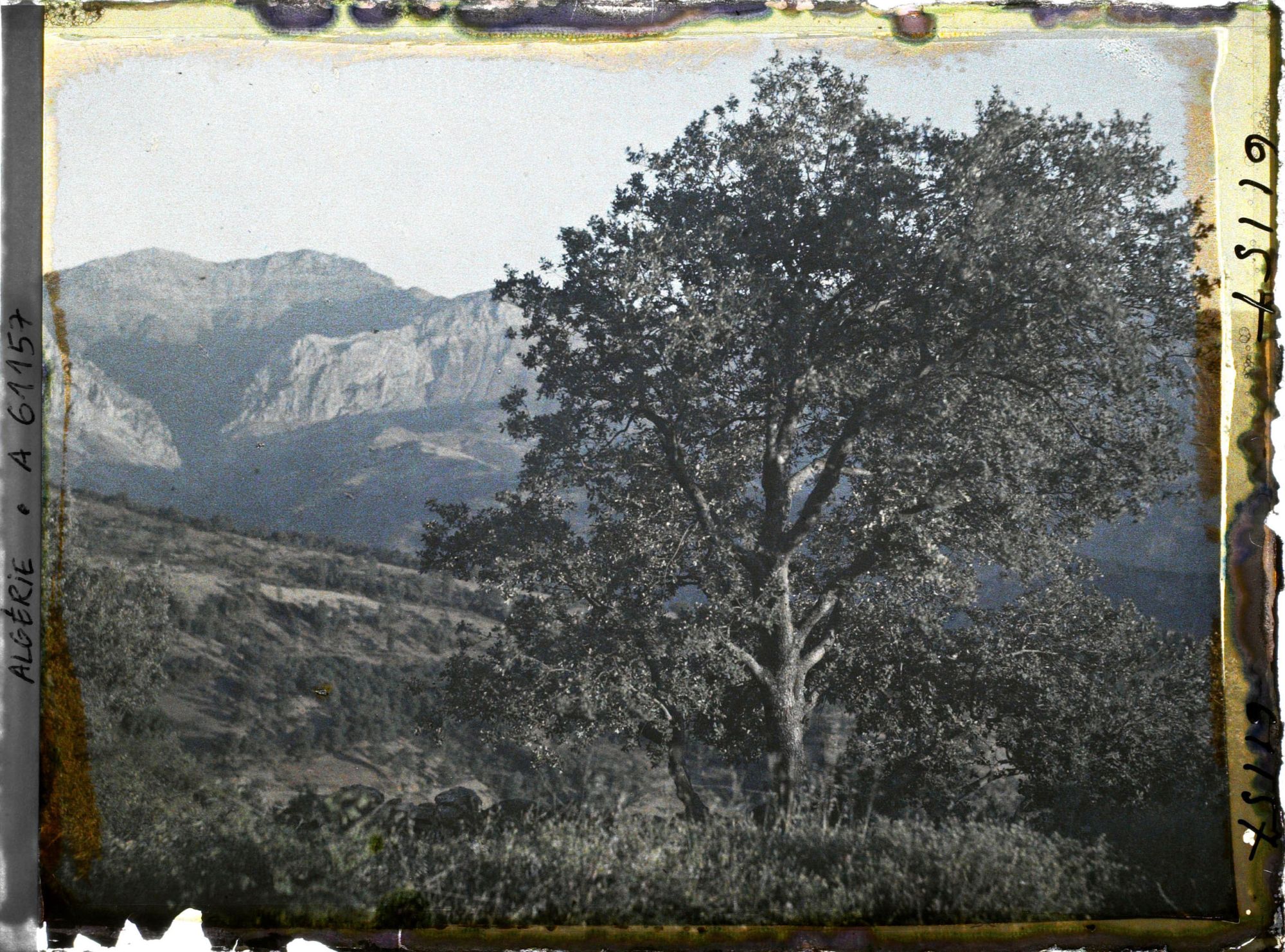 Image représentant Paysage avec un chêne zéen