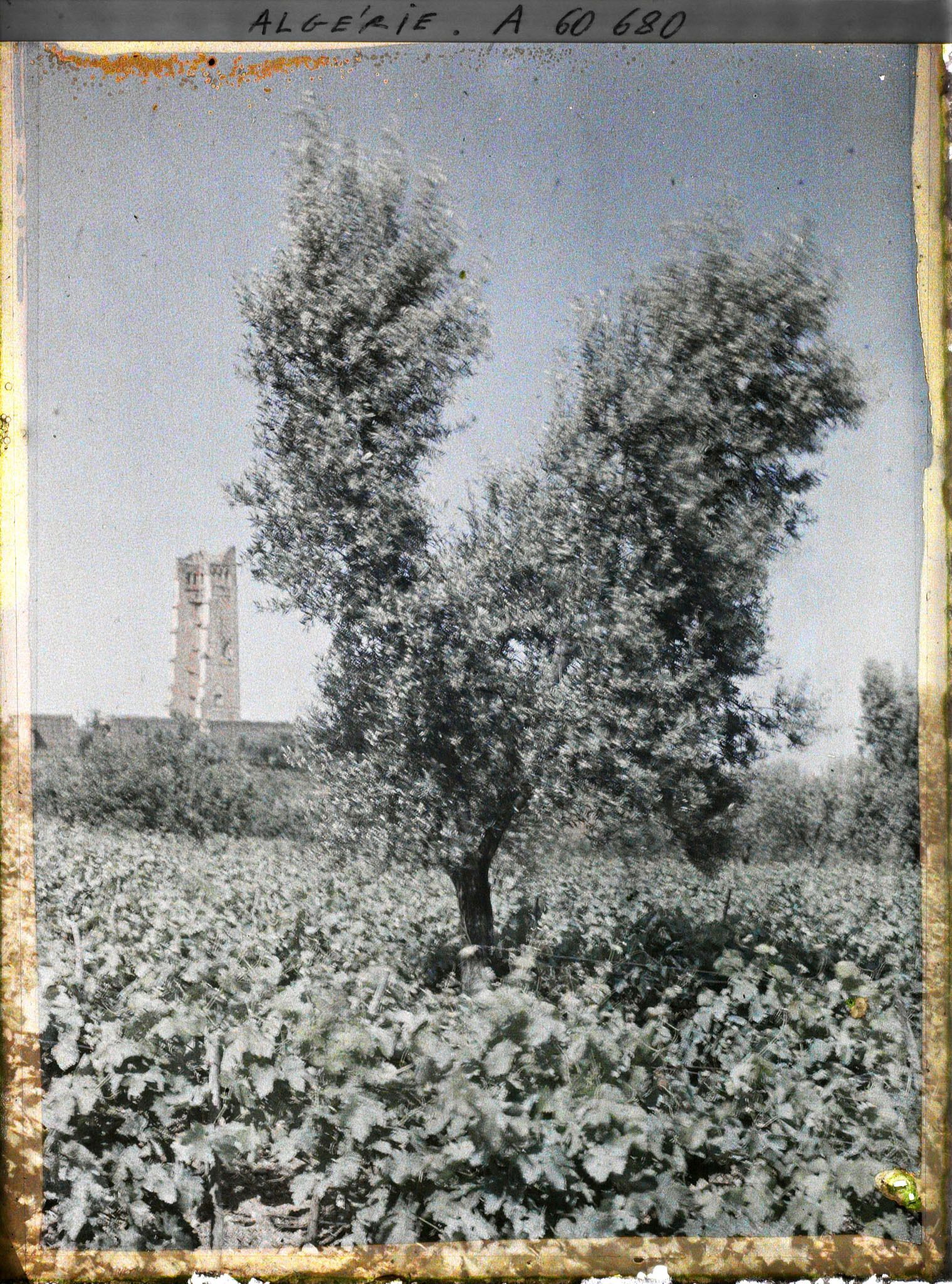 Image représentant Vue vers le minaret et la mosquée de Mansoura