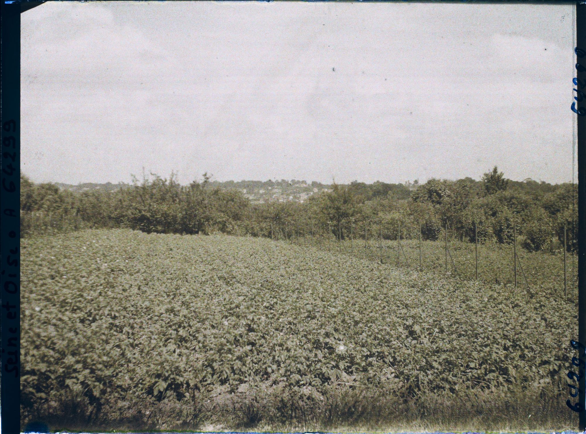 Image représentant Ile de France, Sarcelle St Briec, Pommes de terre et Verger