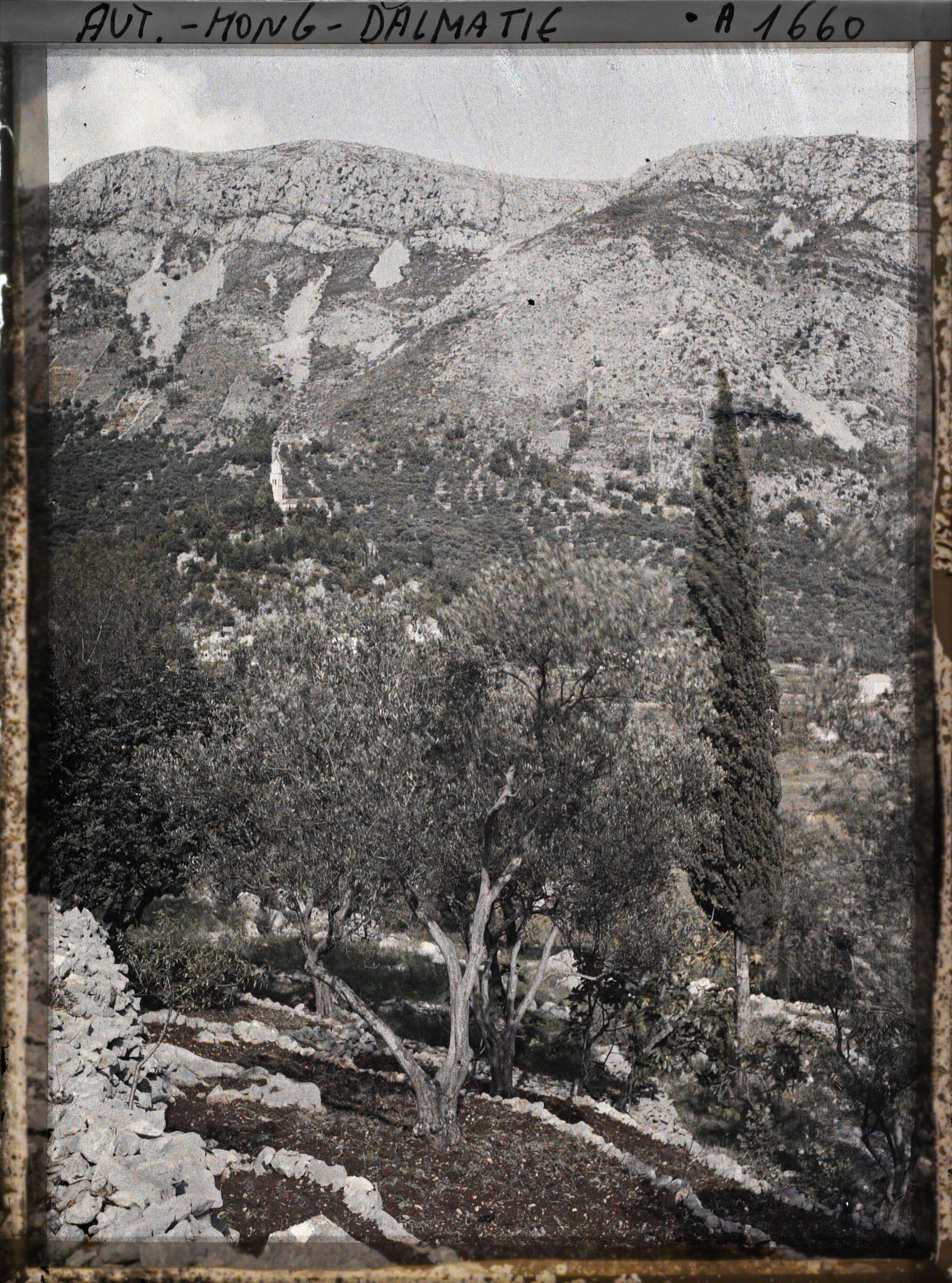 Image représentant Terrasse d'oliviers