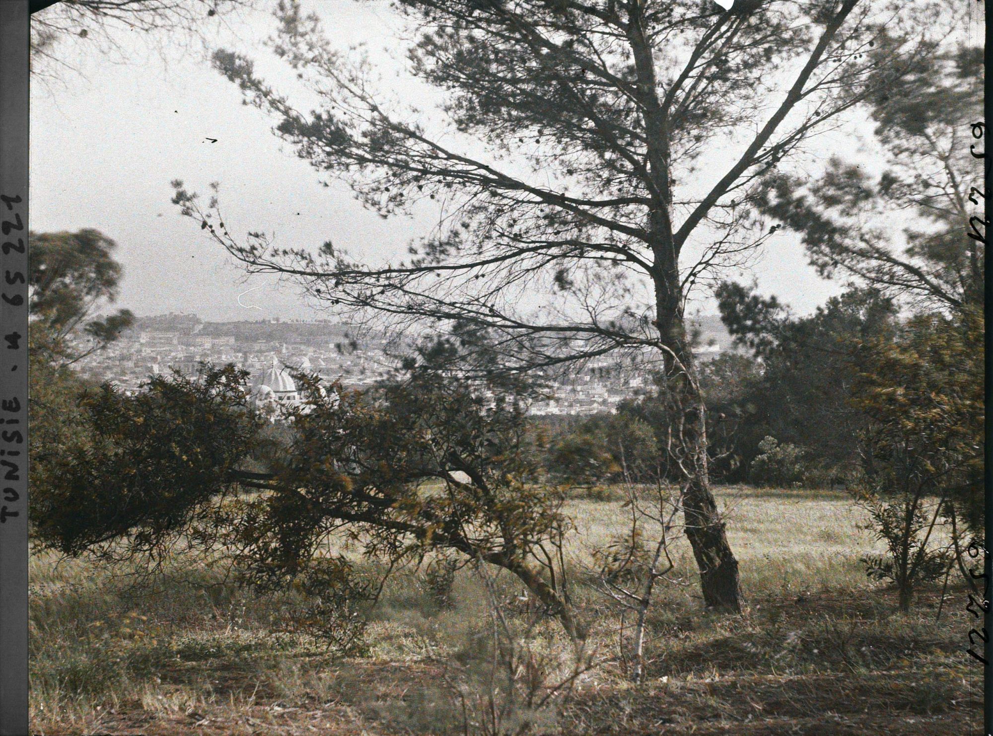Image représentant Vue de Tunis prise à travers les arbres du Belvédère