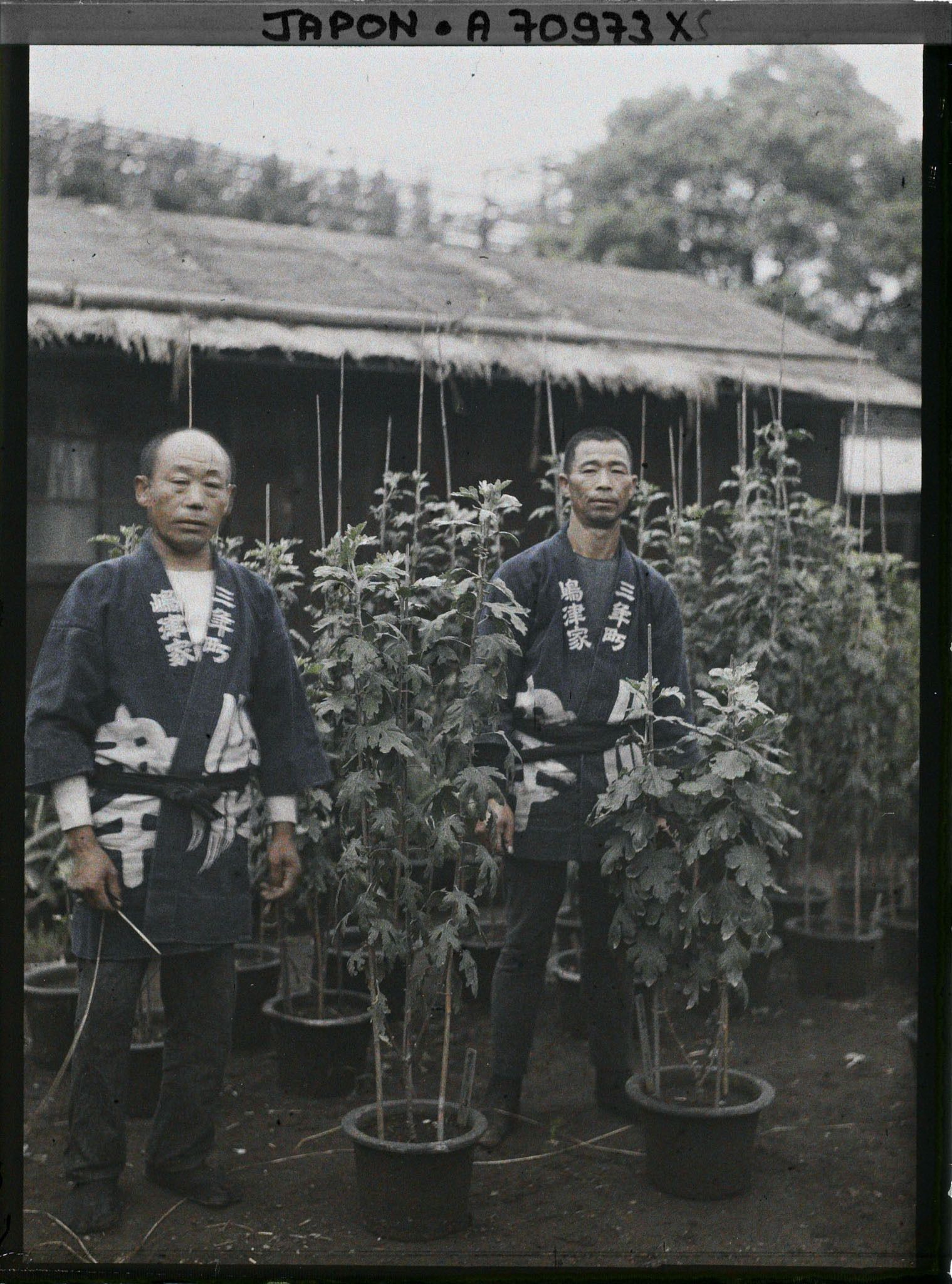 Image représentant jardiniers ou pépiniéristes et chrysanthèmes