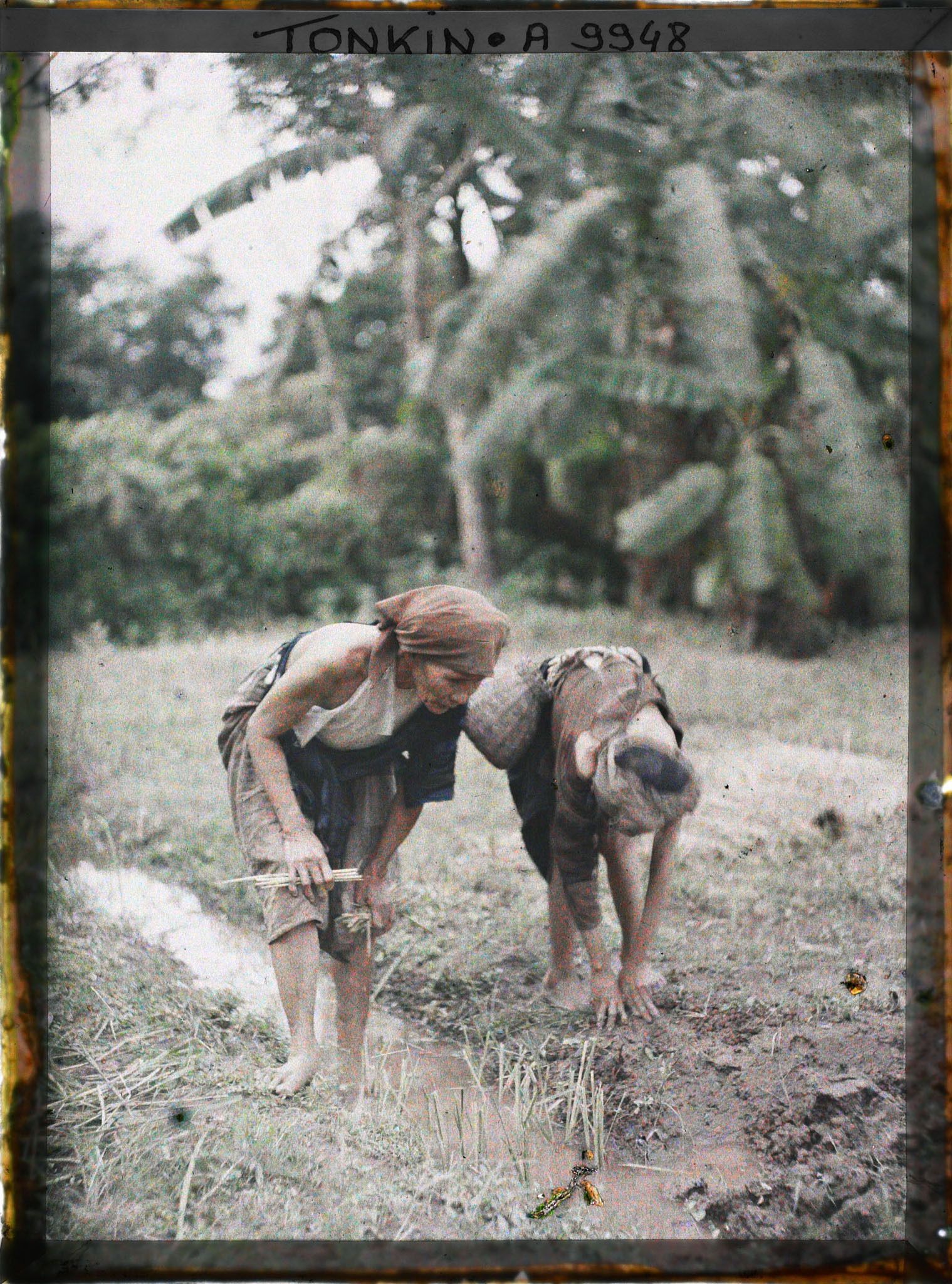 Image représentant Le repiquage du riz pour la récolte de novembre
