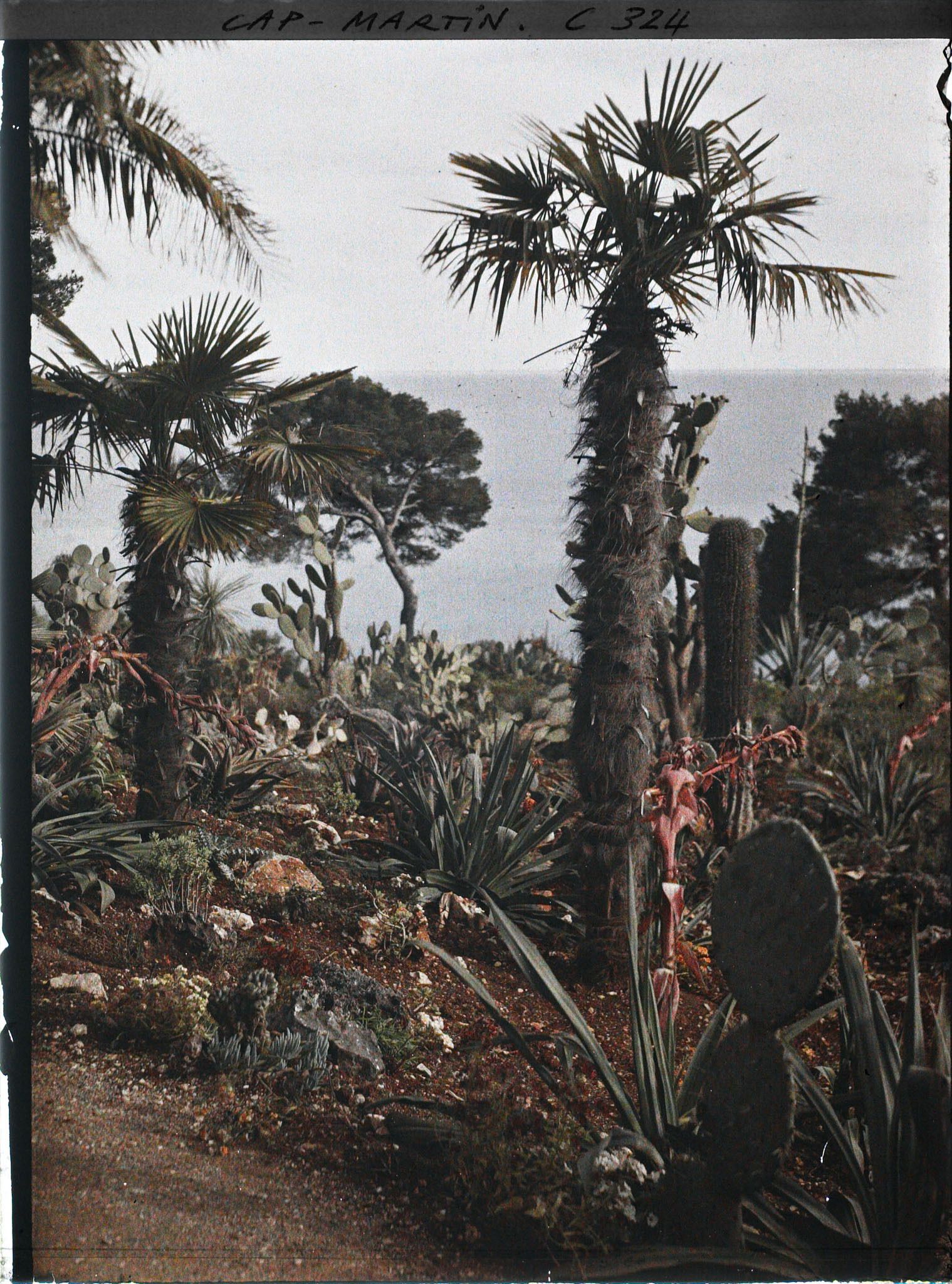 Image représentant Cap-Martin - Le Jardin