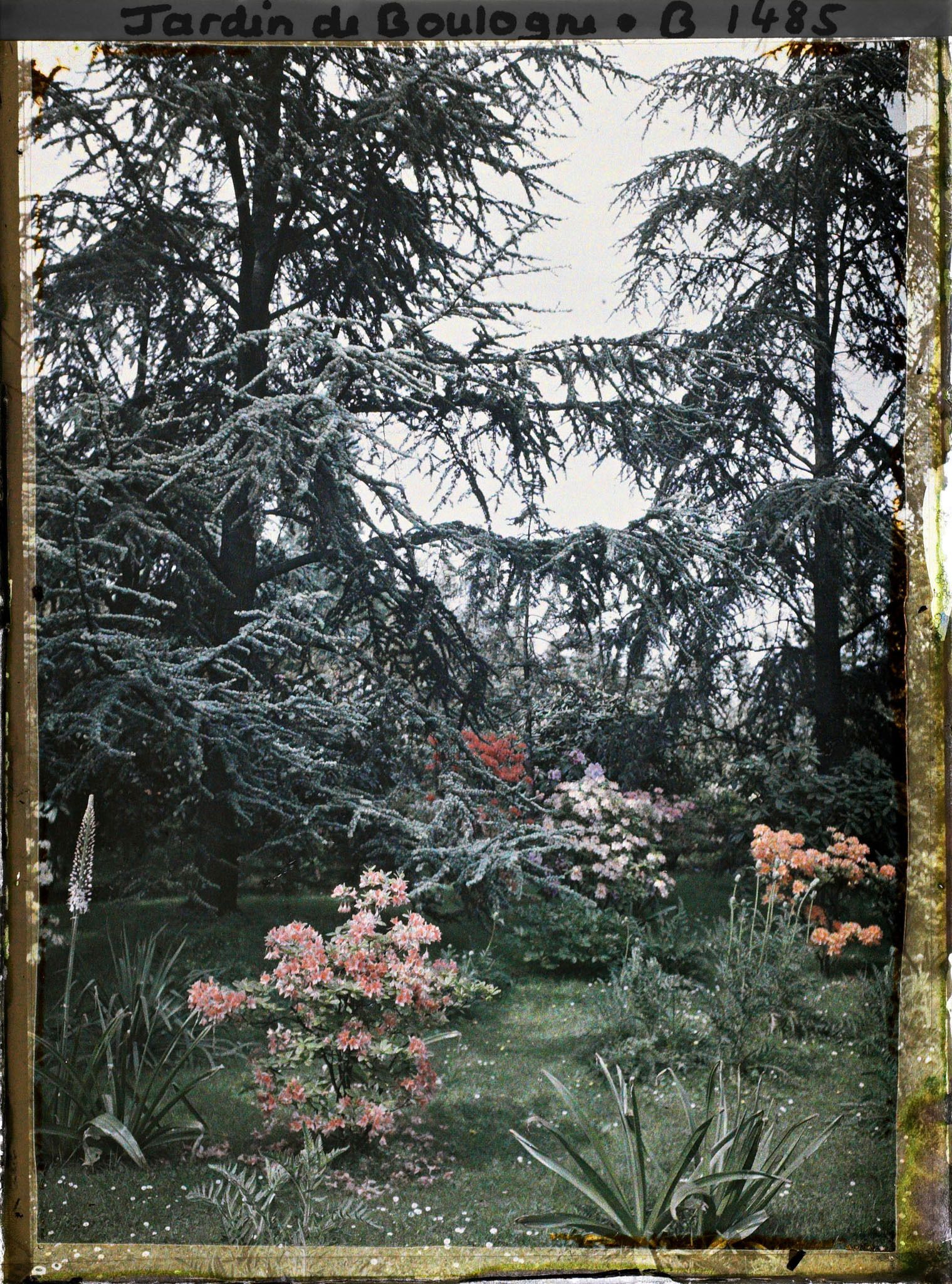 Image représentant Azalées dans la forêt bleue
